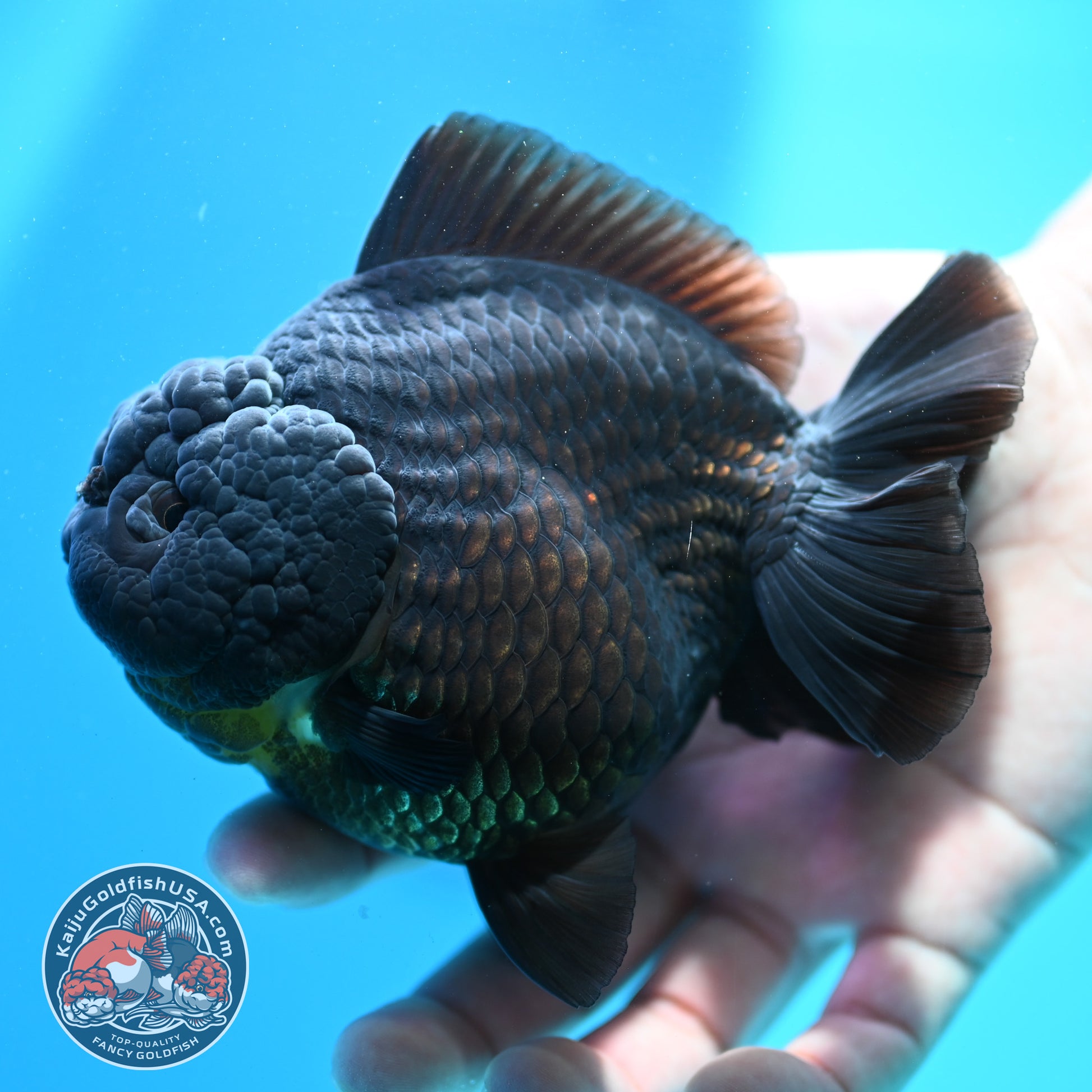 Jet Black Oranda 4 inch Body (260424_OR10)