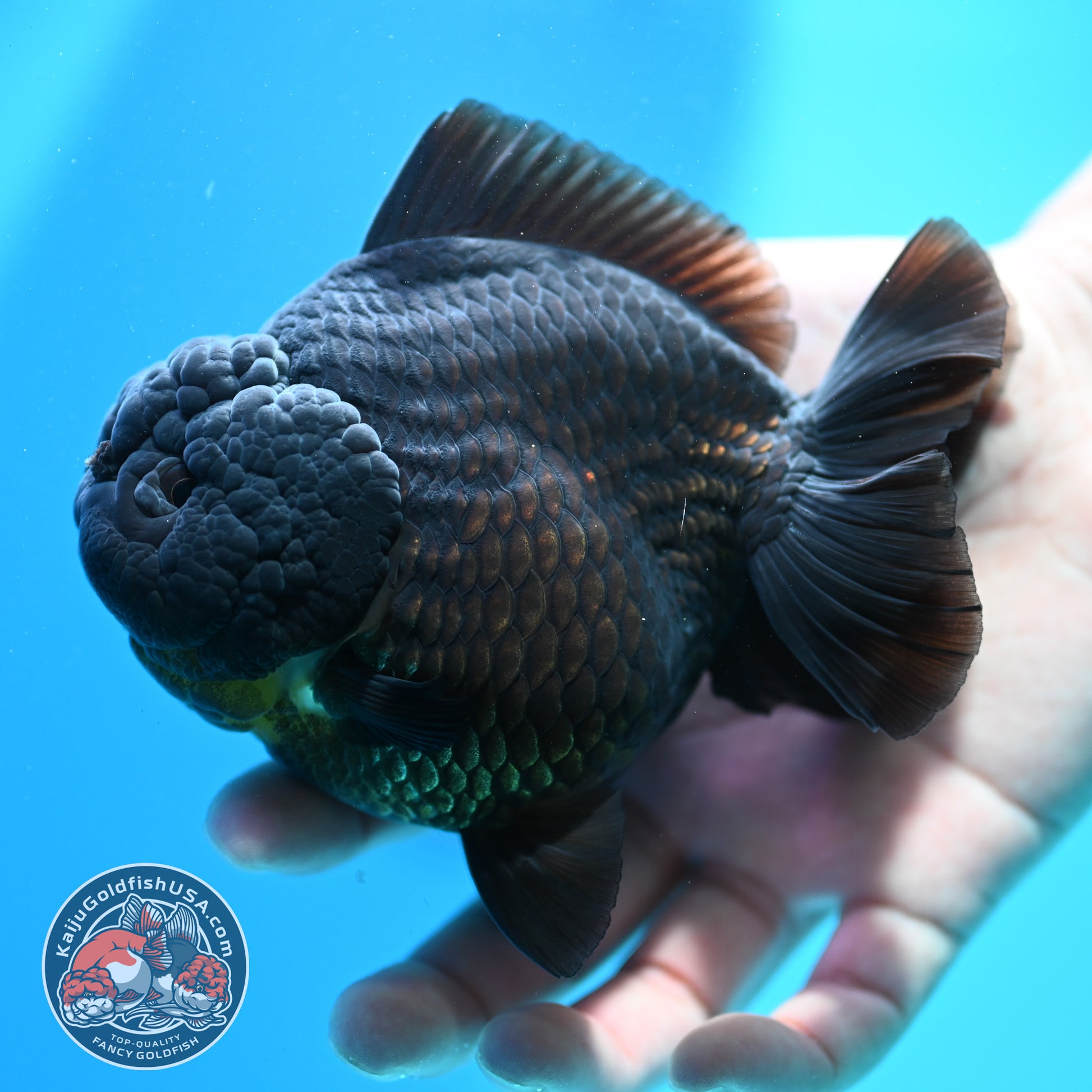 Jet Black Oranda 4 inch Body (260424_OR10)
