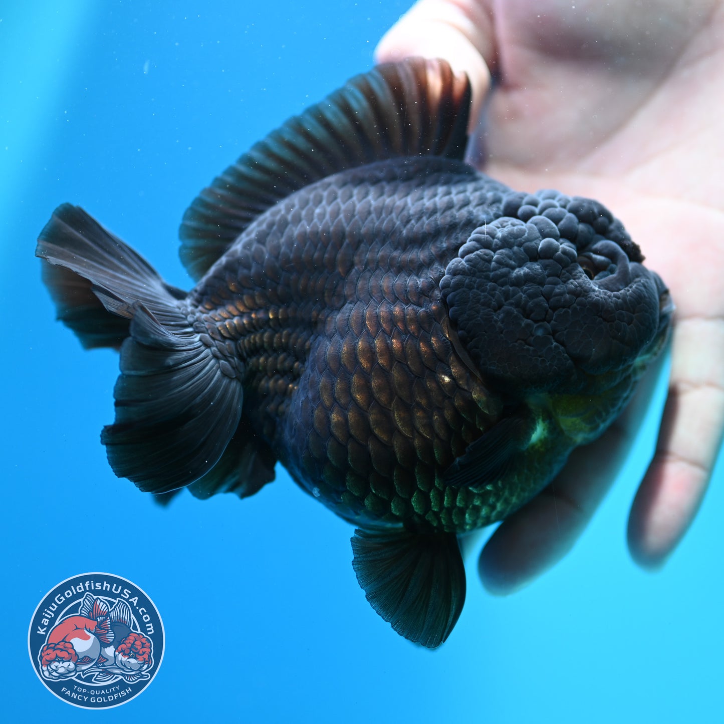 Jet Black Oranda 4 inch Body (260424_OR10)