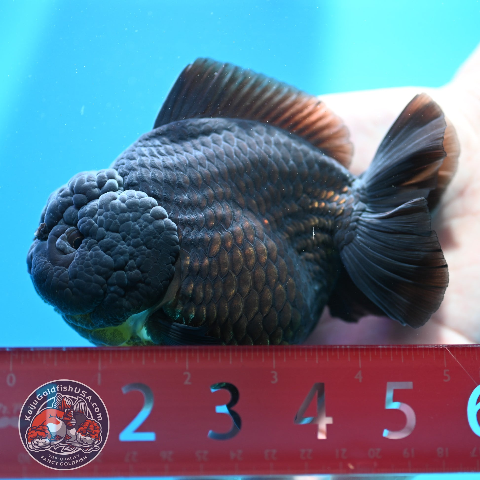 Jet Black Oranda 4 inch Body (260424_OR10)