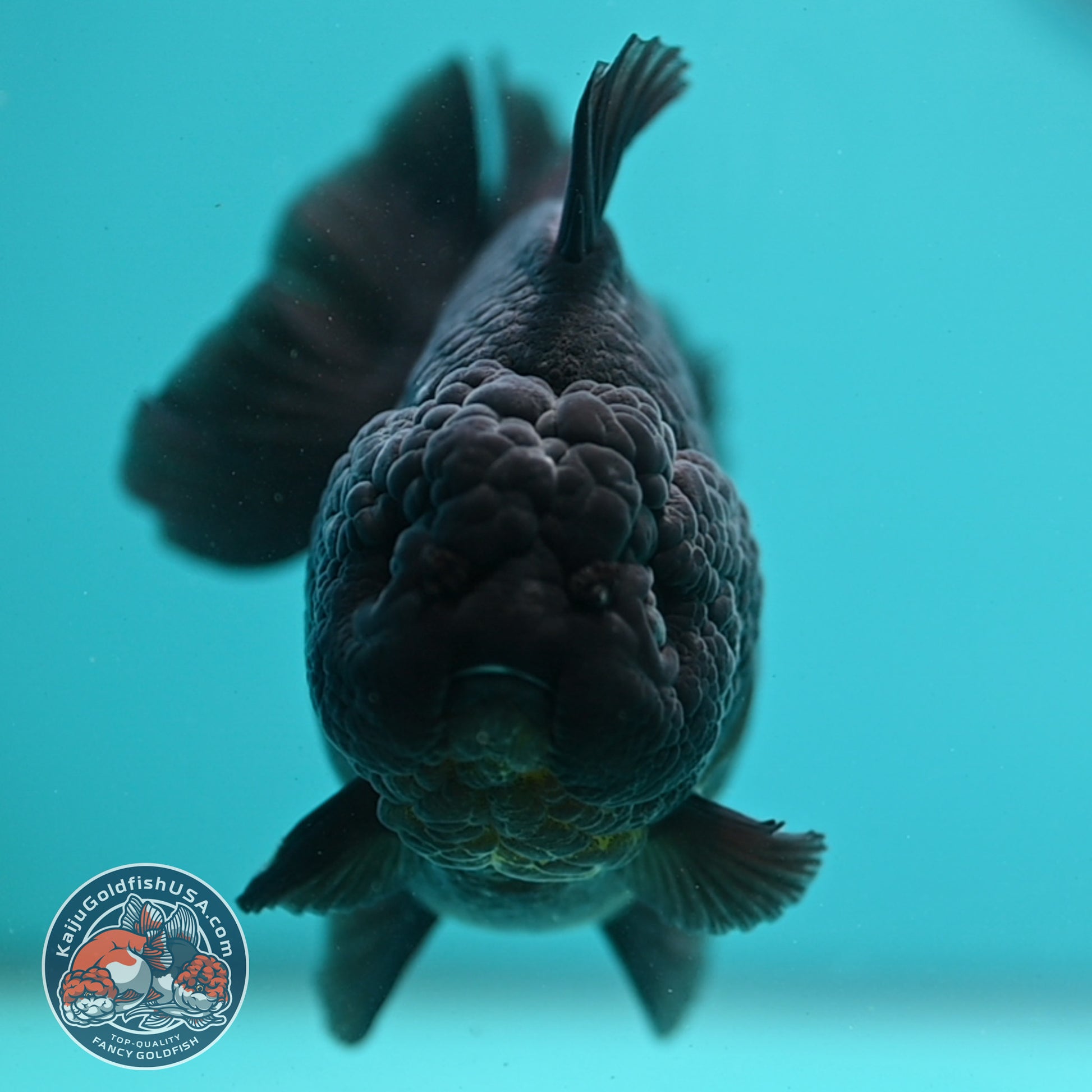 Jet Black Oranda 4 inch Body (260424_OR10)