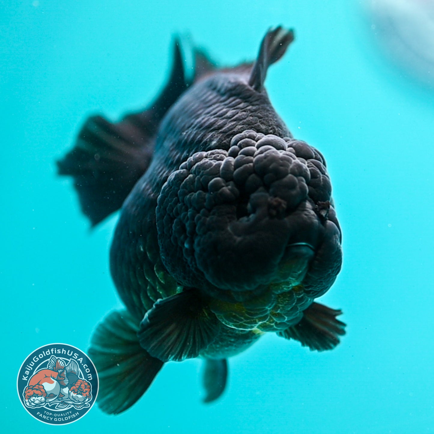 Jet Black Oranda 4 inch Body (260424_OR10)