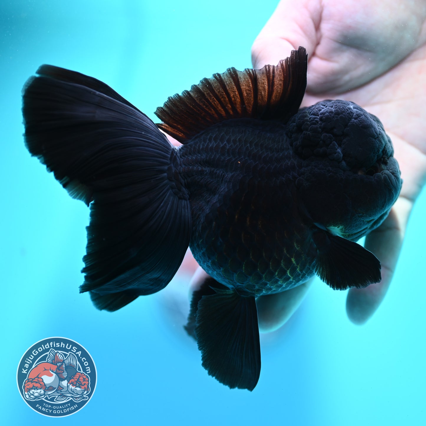 Jet Black Orchid Tail Oranda 4 inch Body (260515_OR07)