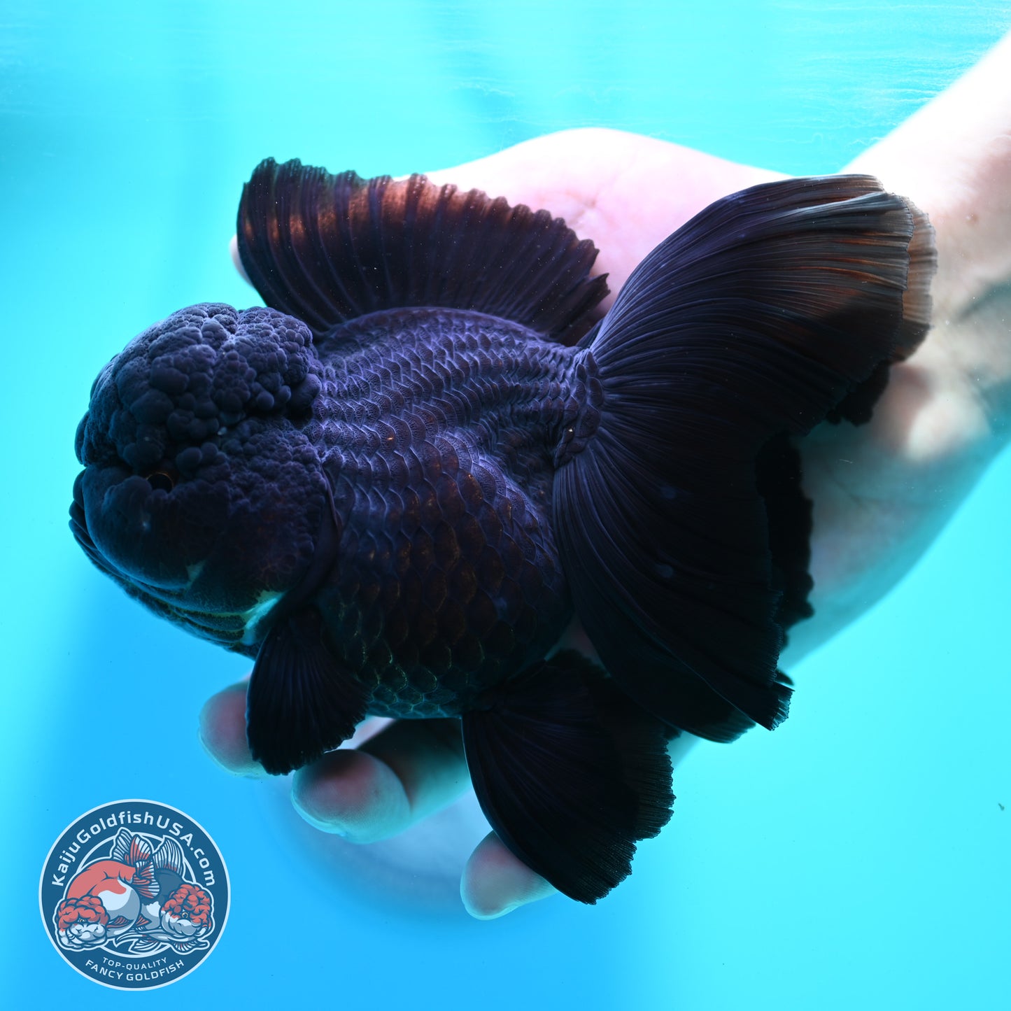 Jet Black Orchid Tail Oranda 4 inch Body (260515_OR07)