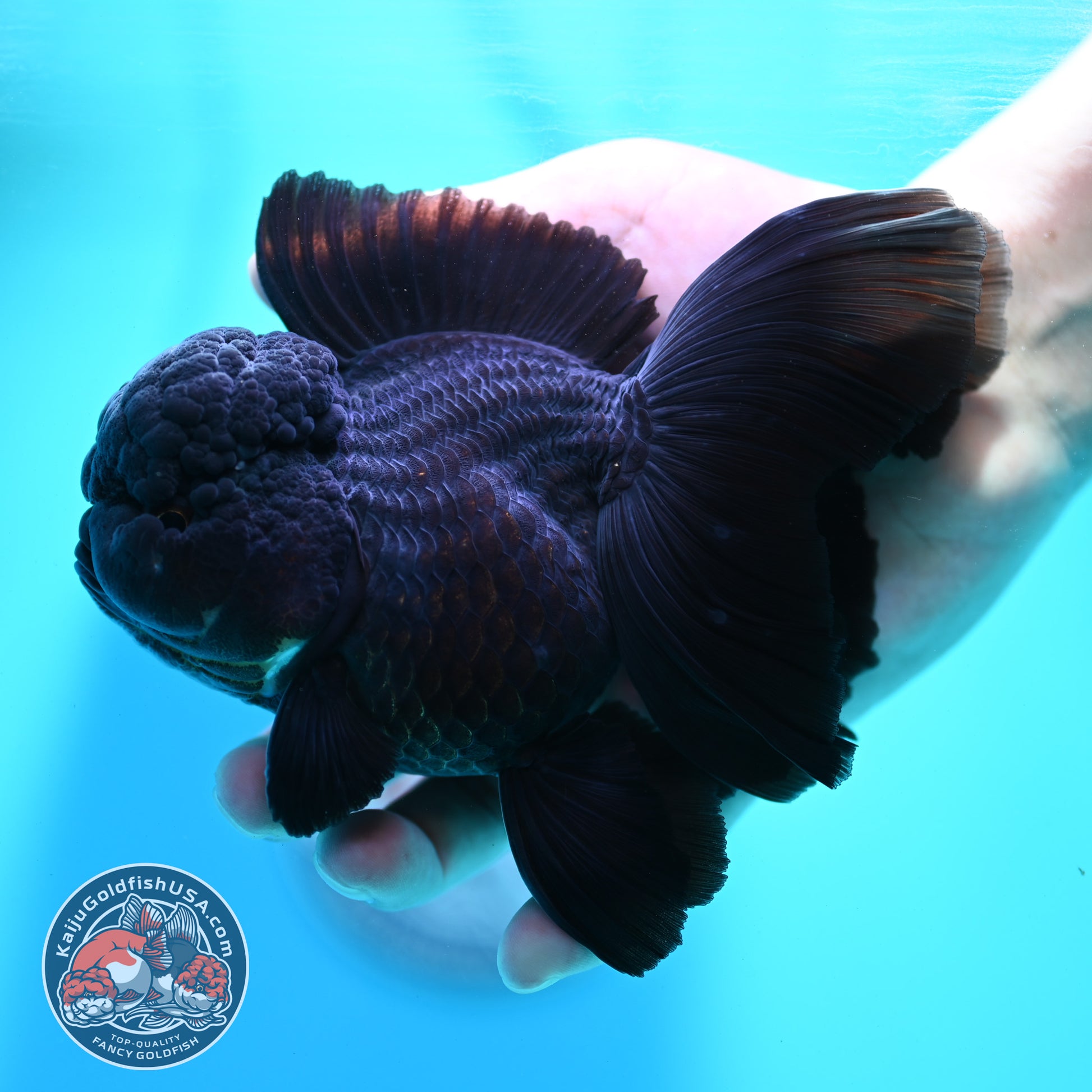 Jet Black Orchid Tail Oranda 4 inch Body (260515_OR07)