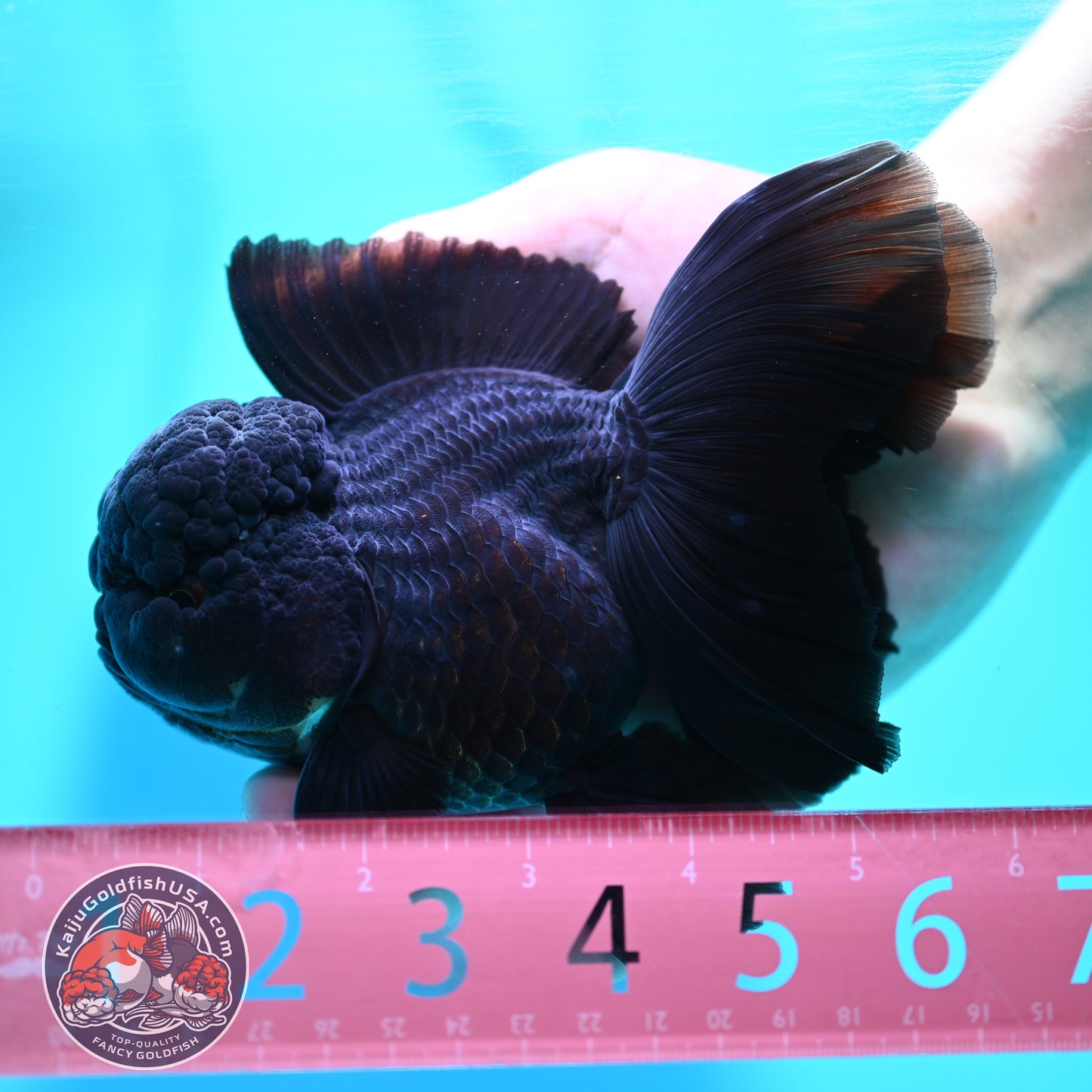 Jet Black Orchid Tail Oranda 4 inch Body (260515_OR07)