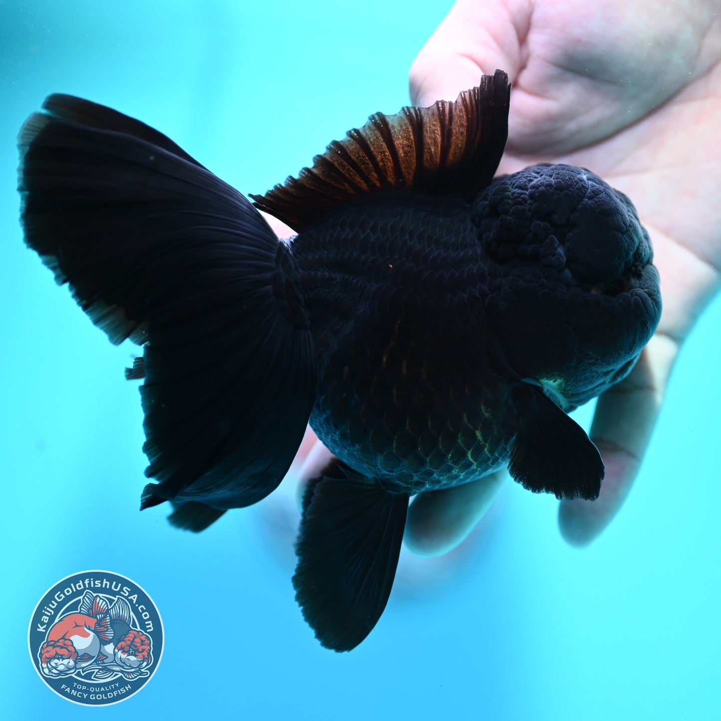 Jet Black Orchid Tail Oranda 4 inch Body (260515_OR07)