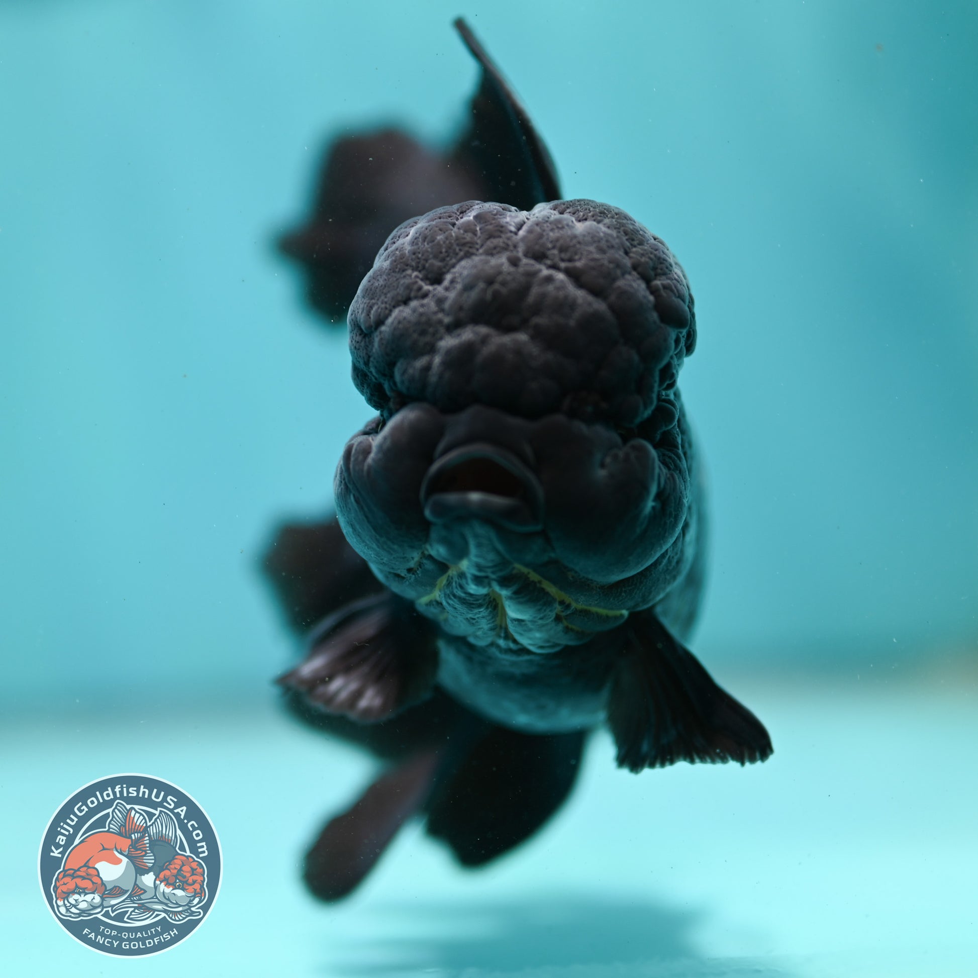 Jet Black Orchid Tail Oranda 4 inch Body (260515_OR07)