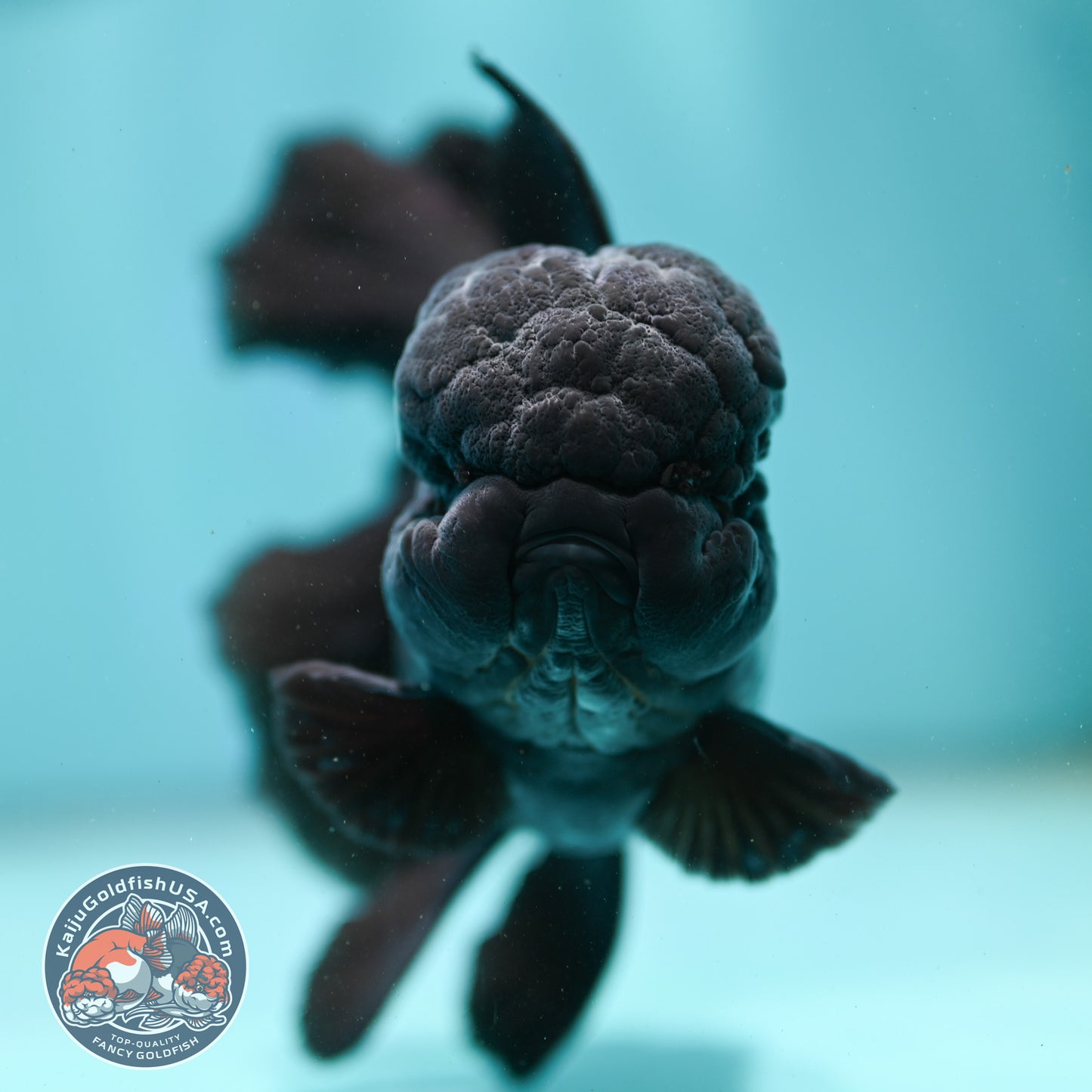 Jet Black Orchid Tail Oranda 4 inch Body (260515_OR07)