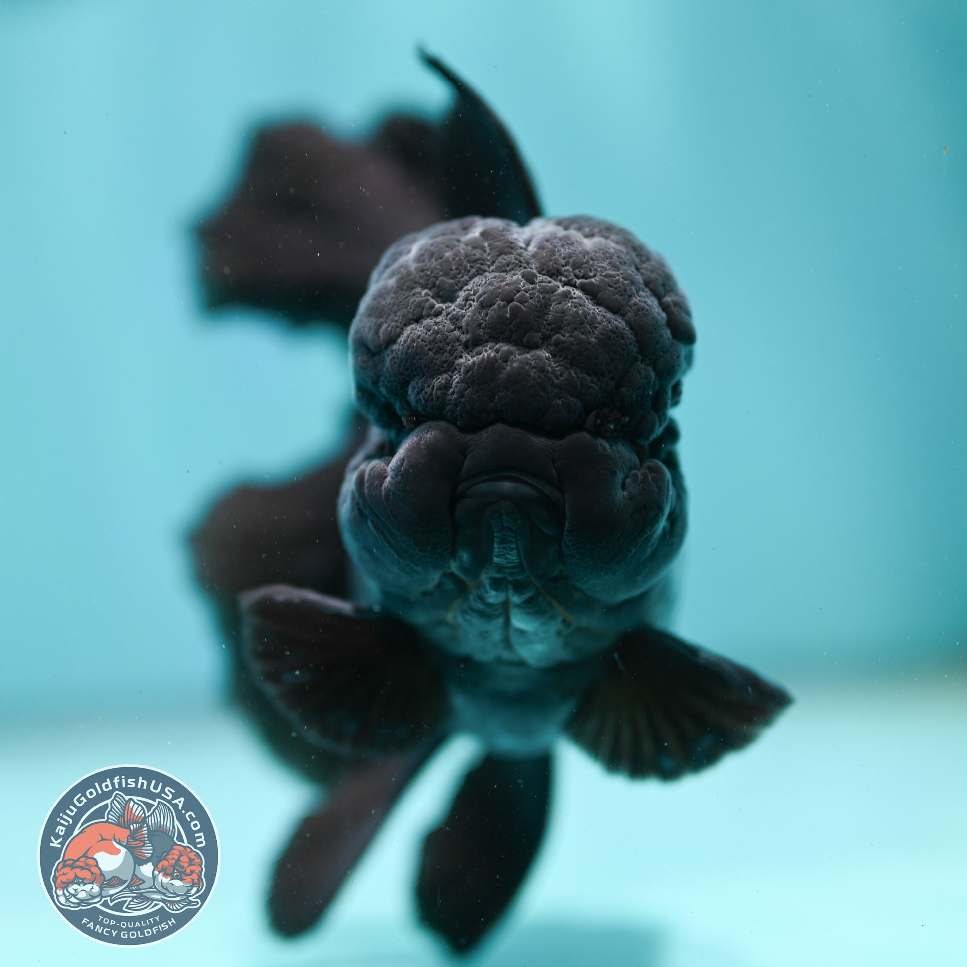 Jet Black Orchid Tail Oranda 4 inch Body (260515_OR07)