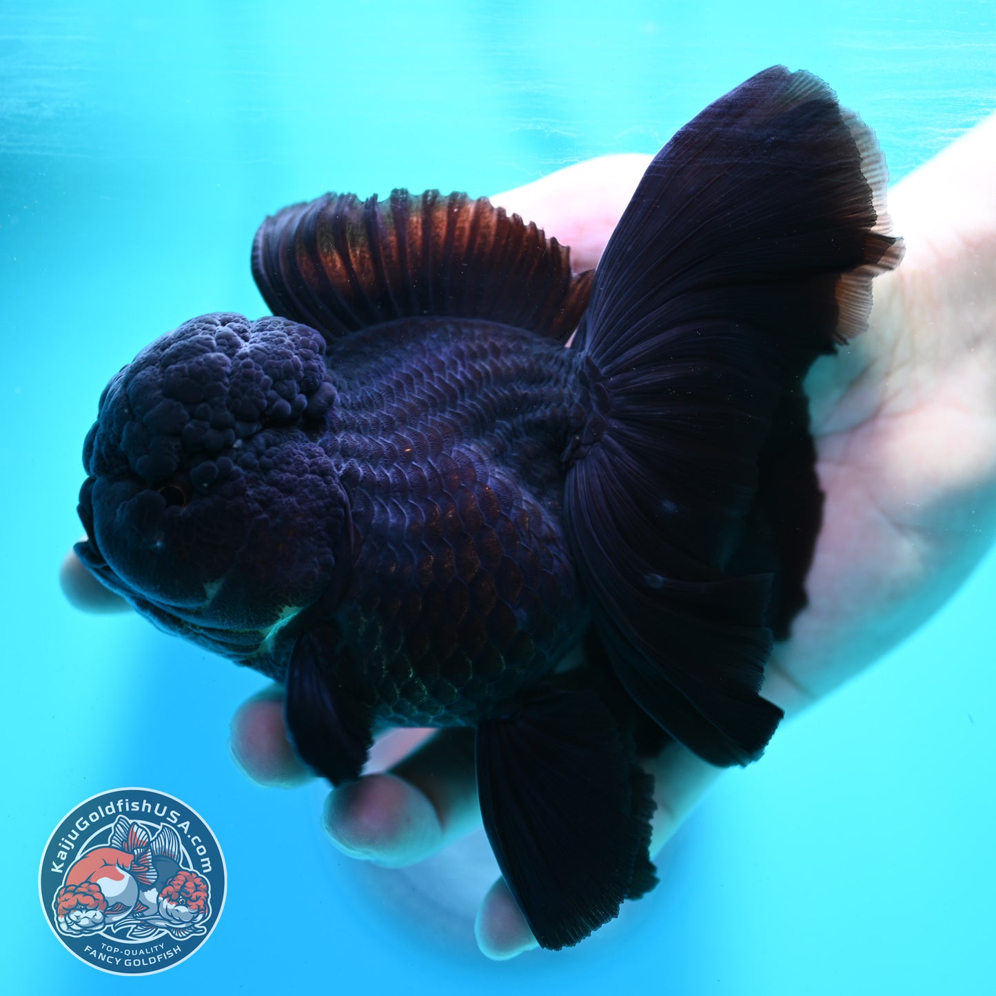Jet Black Orchid Tail Oranda 4 inch Body (260515_OR07)