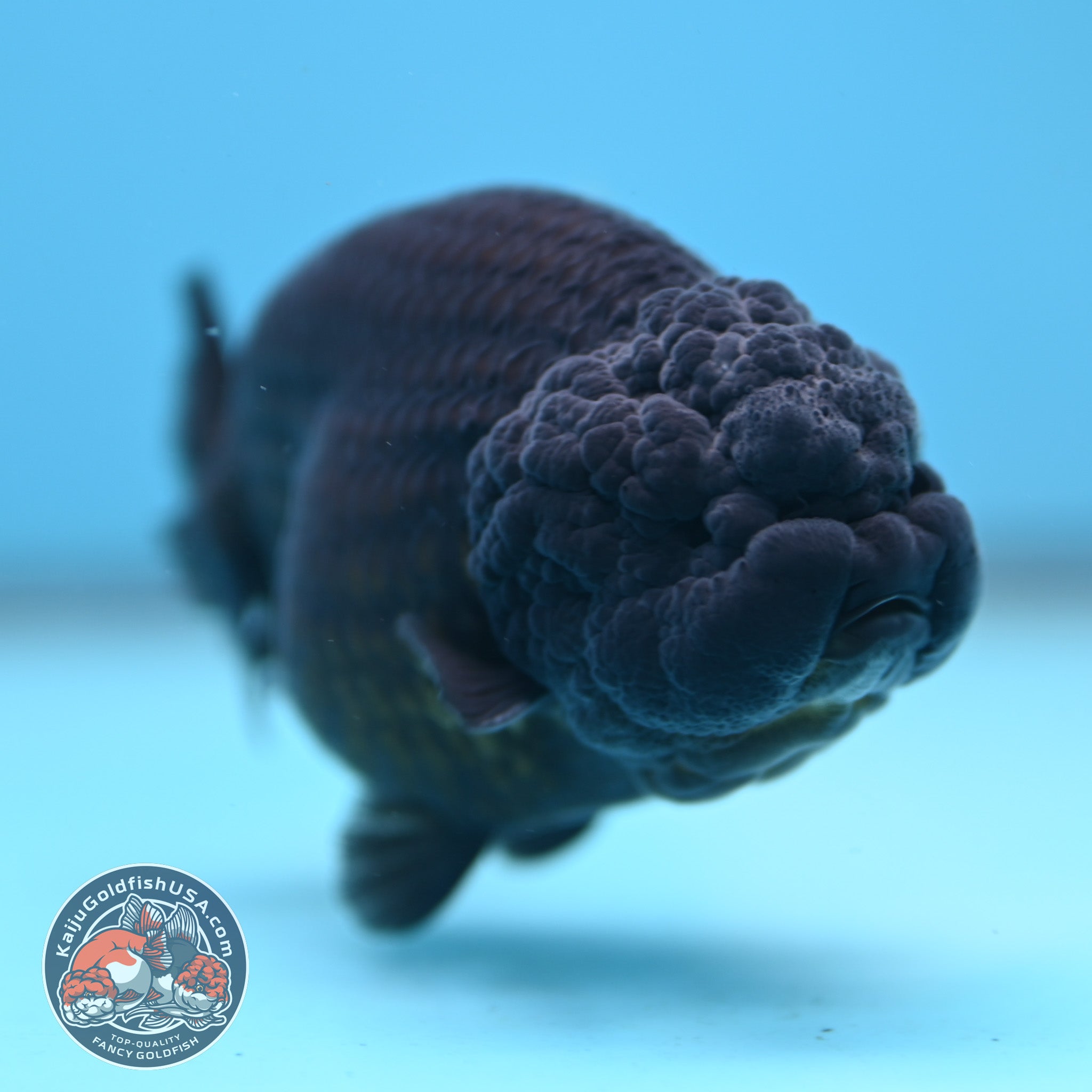 Jet Black Ranchu 3.5 inch Body (251212_RC07) – Kaiju Goldfish USA