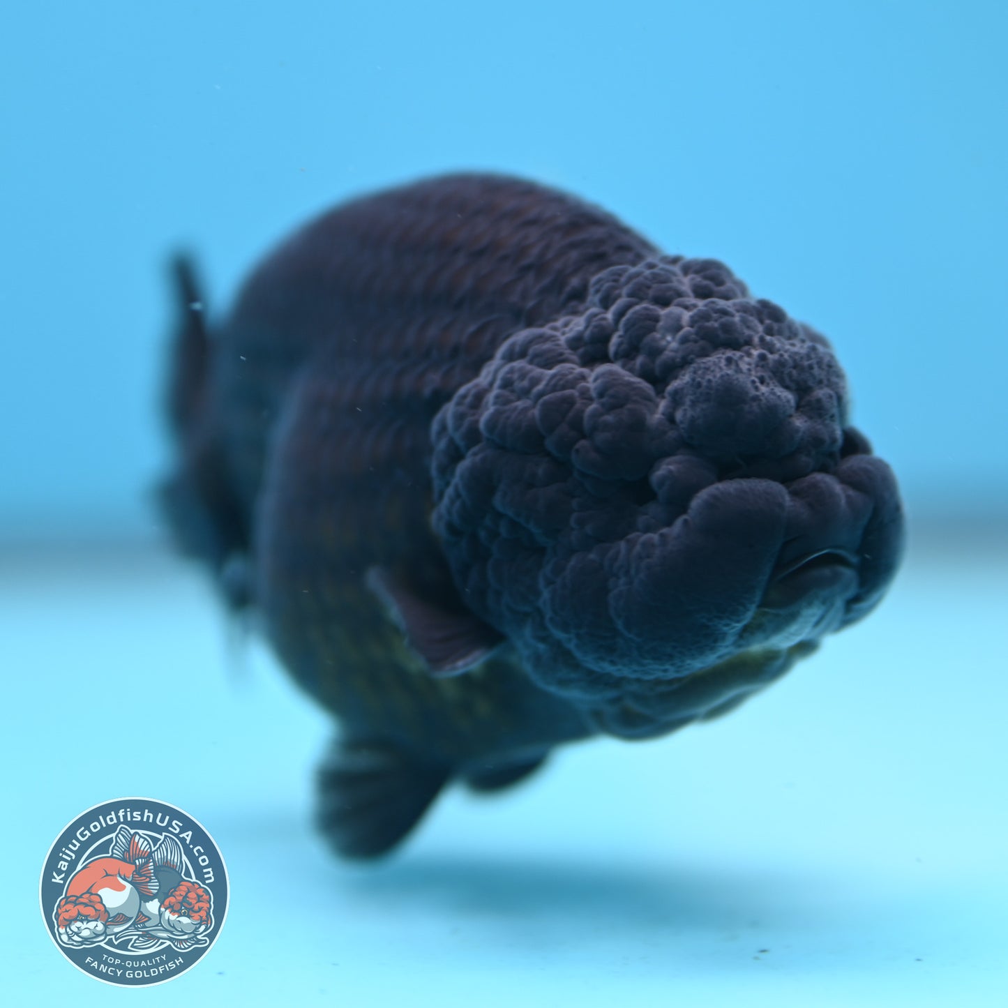 Jet Black Ranchu 3.5 inch Body (251212_RC07)