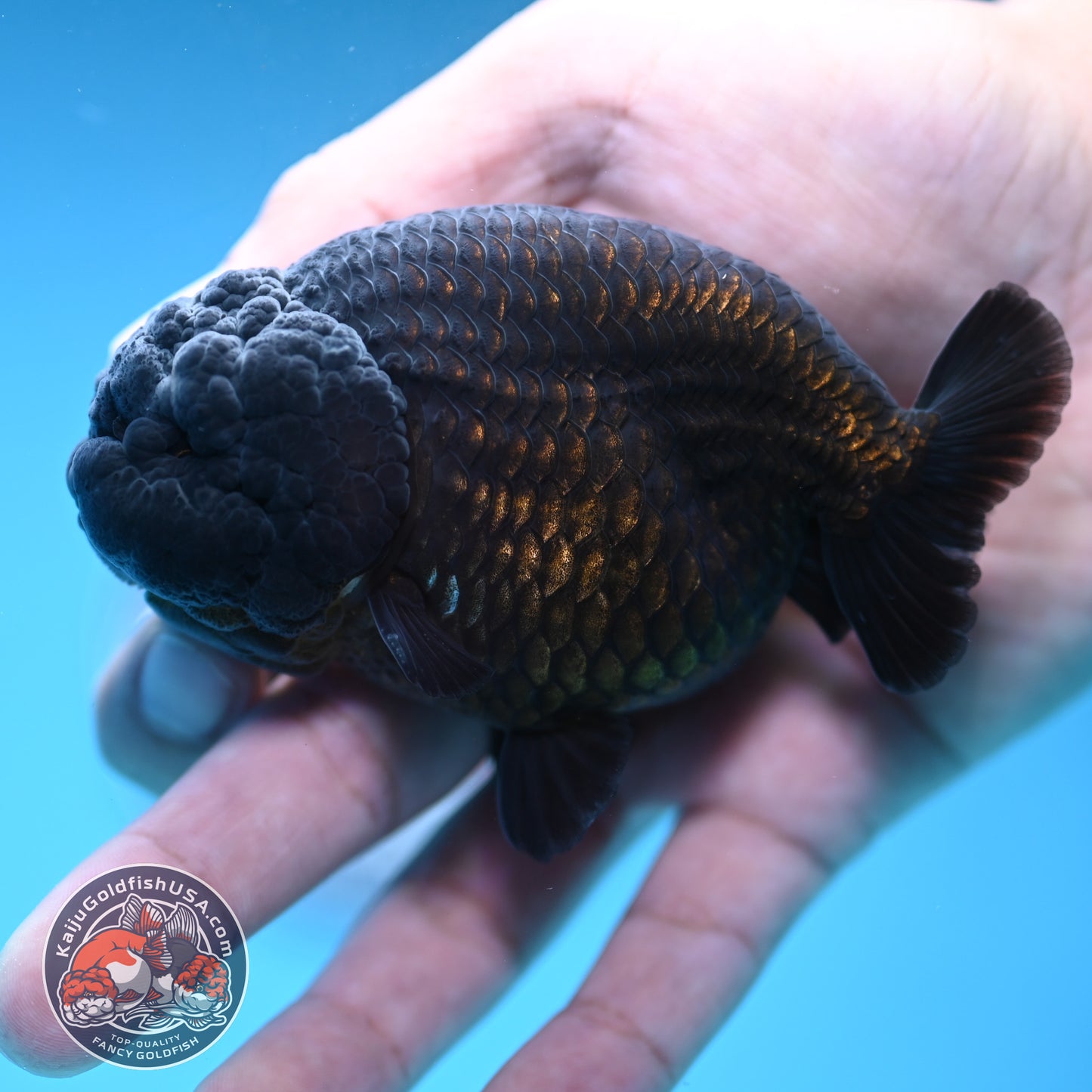 Jet Black Ranchu 3.5 inch Body (251212_RC07)
