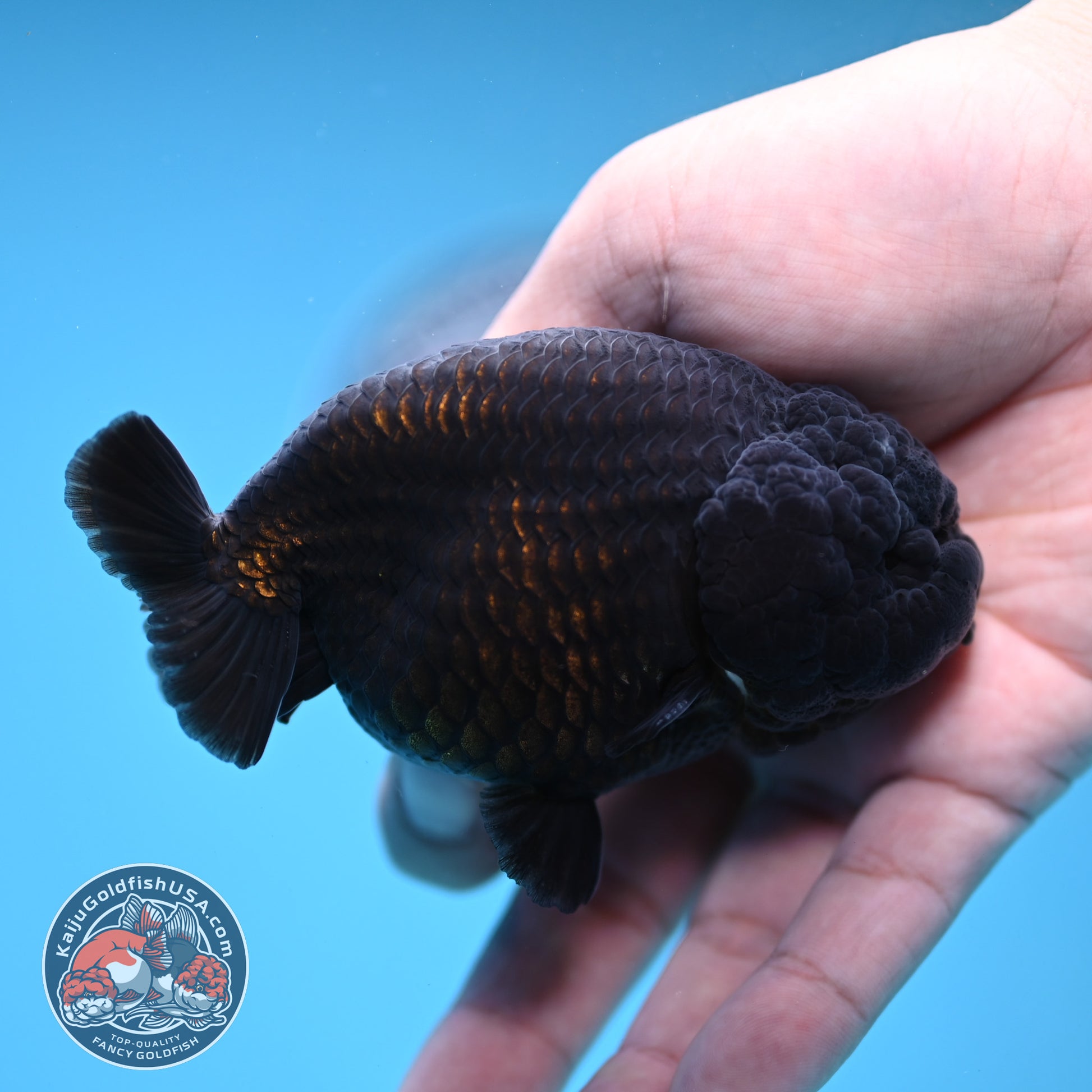 Jet Black Ranchu 3.5 inch Body (251212_RC07)