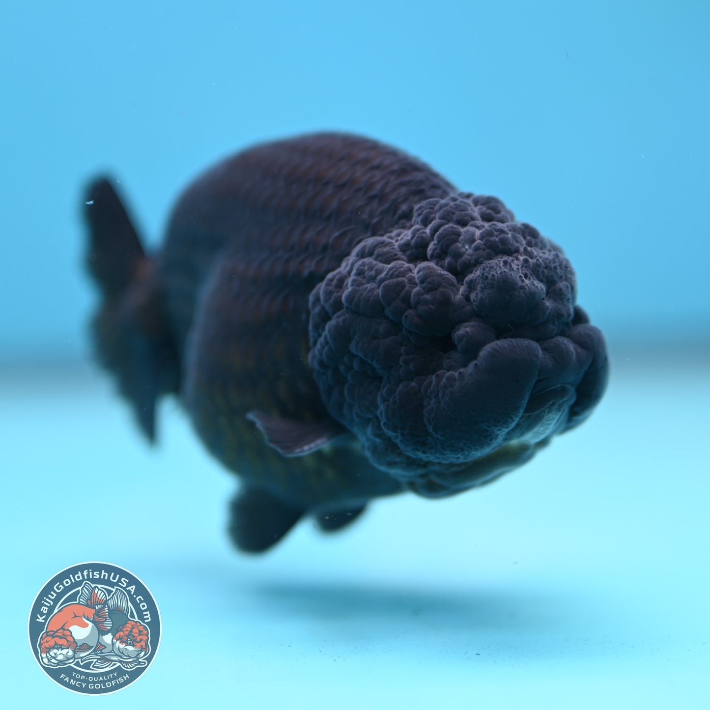 Jet Black Ranchu 3.5 inch Body (251212_RC07)
