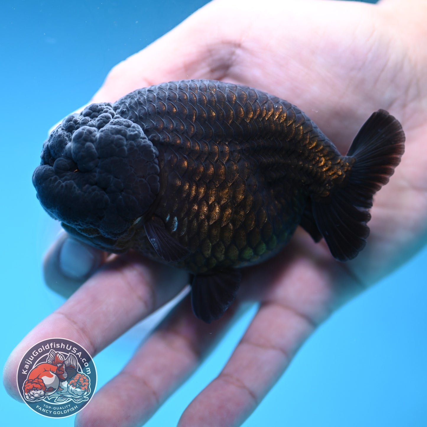 Jet Black Ranchu 3.5 inch Body (251212_RC07)