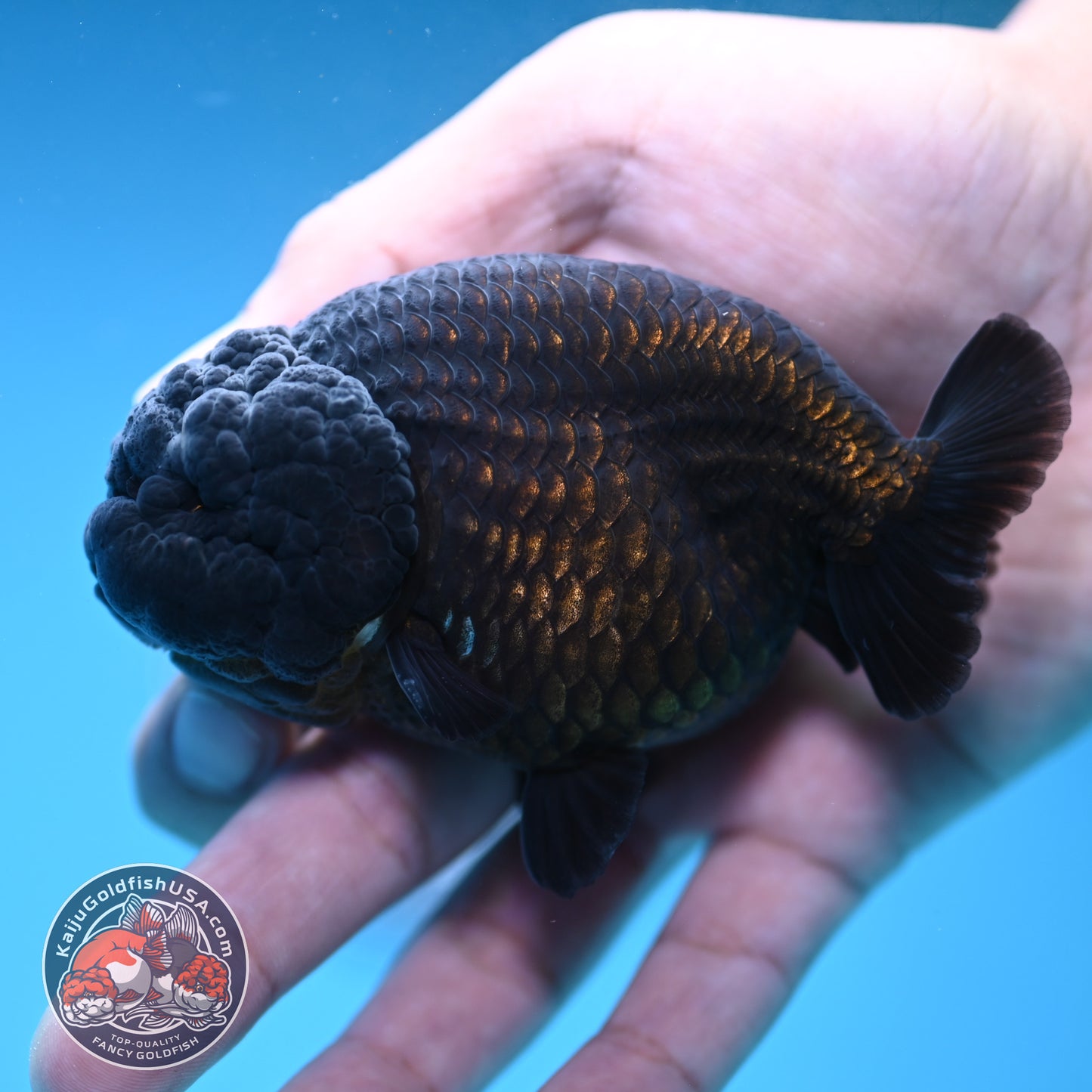 Jet Black Ranchu 3.5 inch Body (251212_RC07)