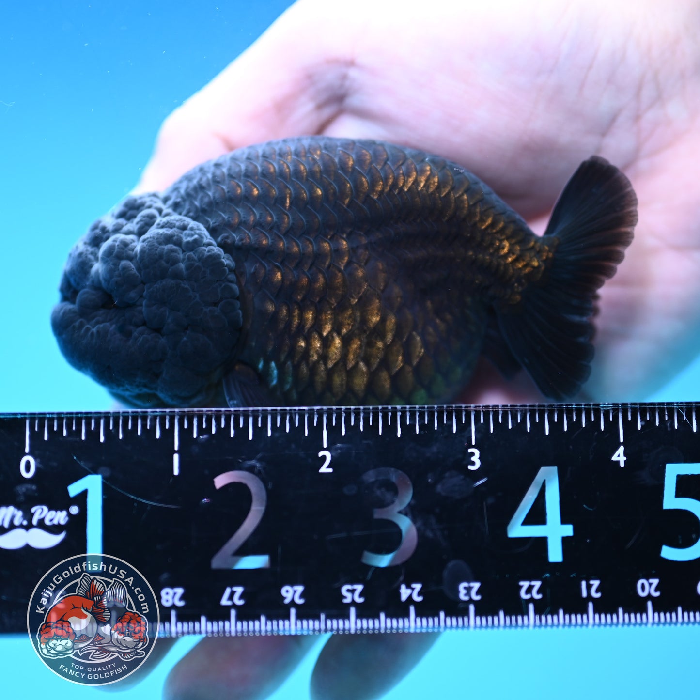Jet Black Ranchu 3.5 inch Body (251212_RC07)