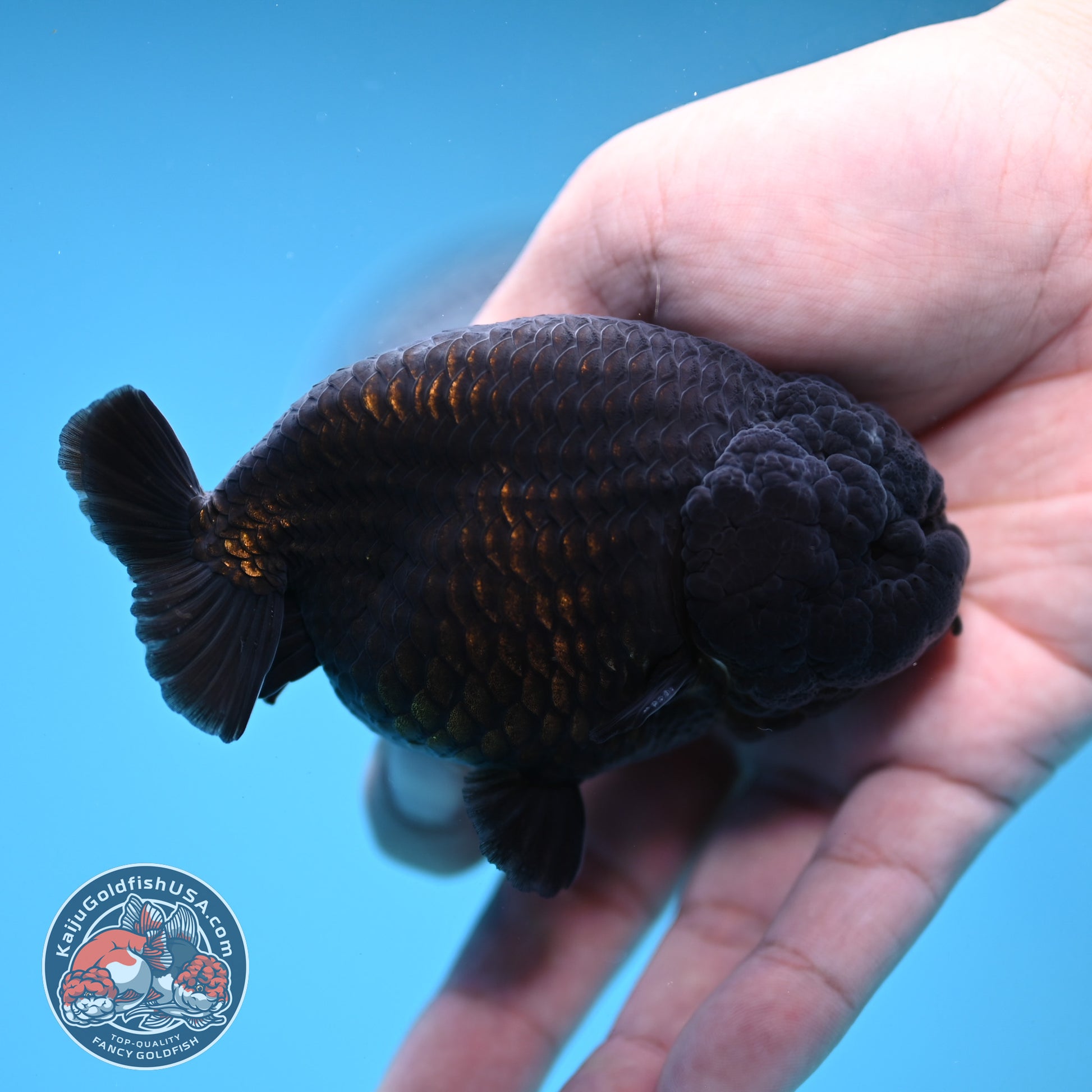 Jet Black Ranchu 3.5 inch Body (251212_RC07)