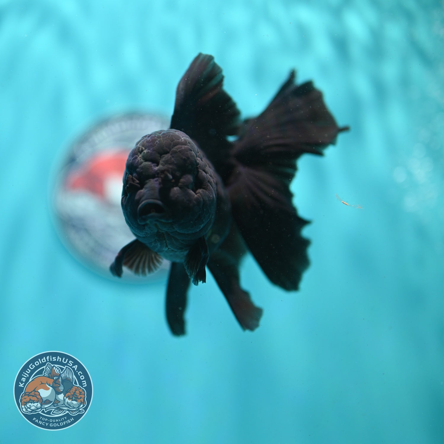Jet Black Rose Tail Oranda 4 inch Body (260522_OR06)