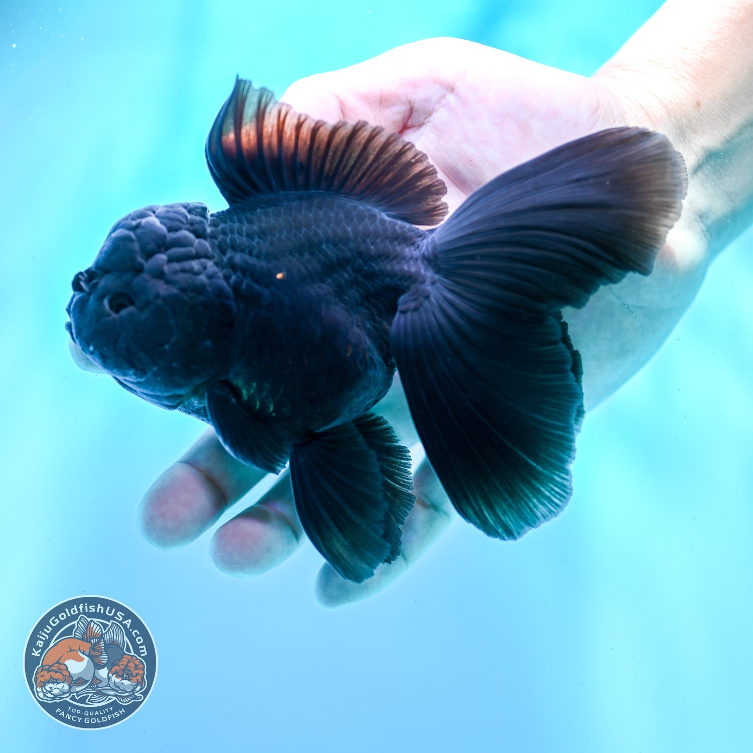 Jet Black Rose Tail Oranda 4 inch Body (260522_OR06)