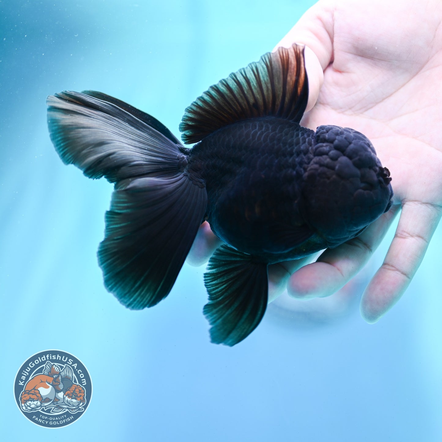 Jet Black Rose Tail Oranda 4 inch Body (260522_OR06)