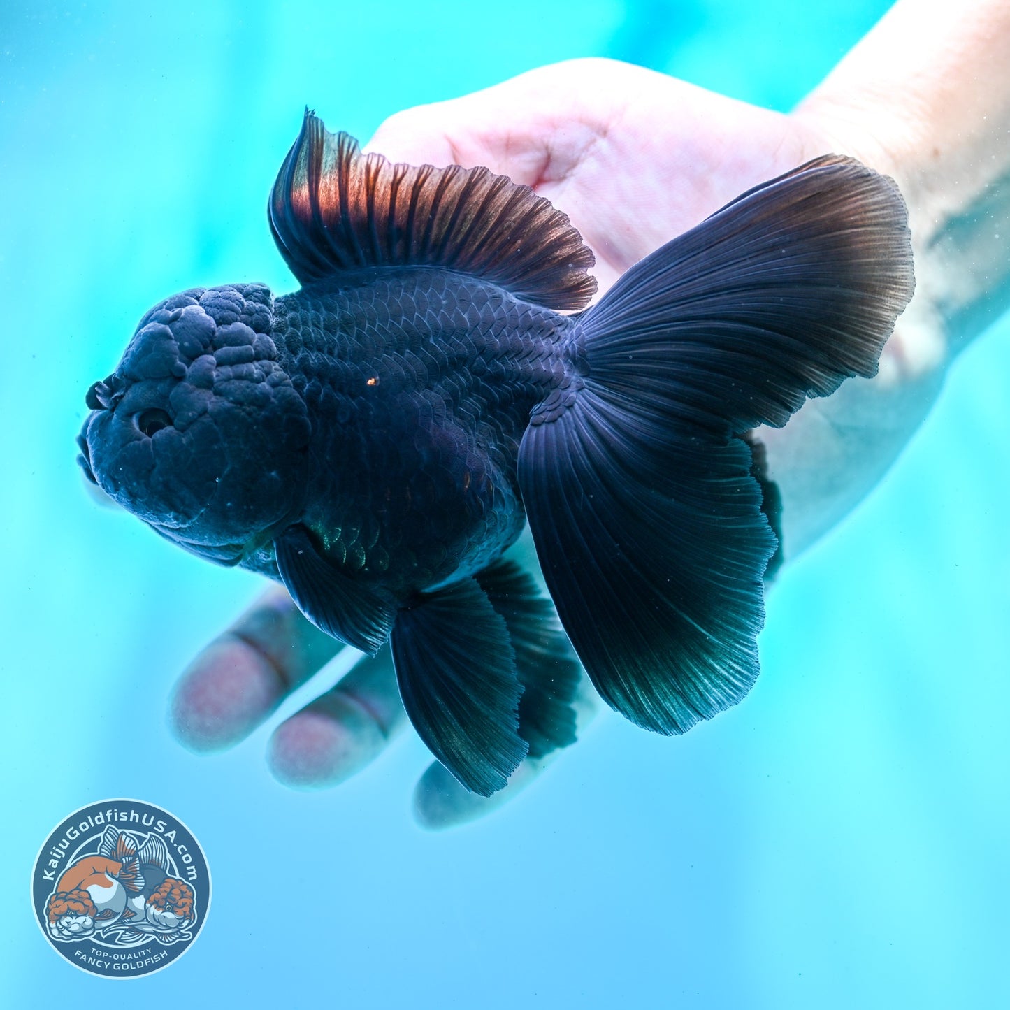 Jet Black Rose Tail Oranda 4 inch Body (260522_OR06)