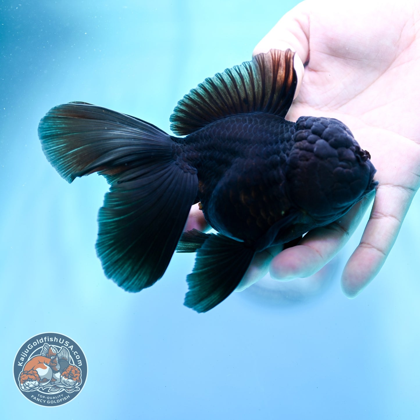 Jet Black Rose Tail Oranda 4 inch Body (260522_OR06)