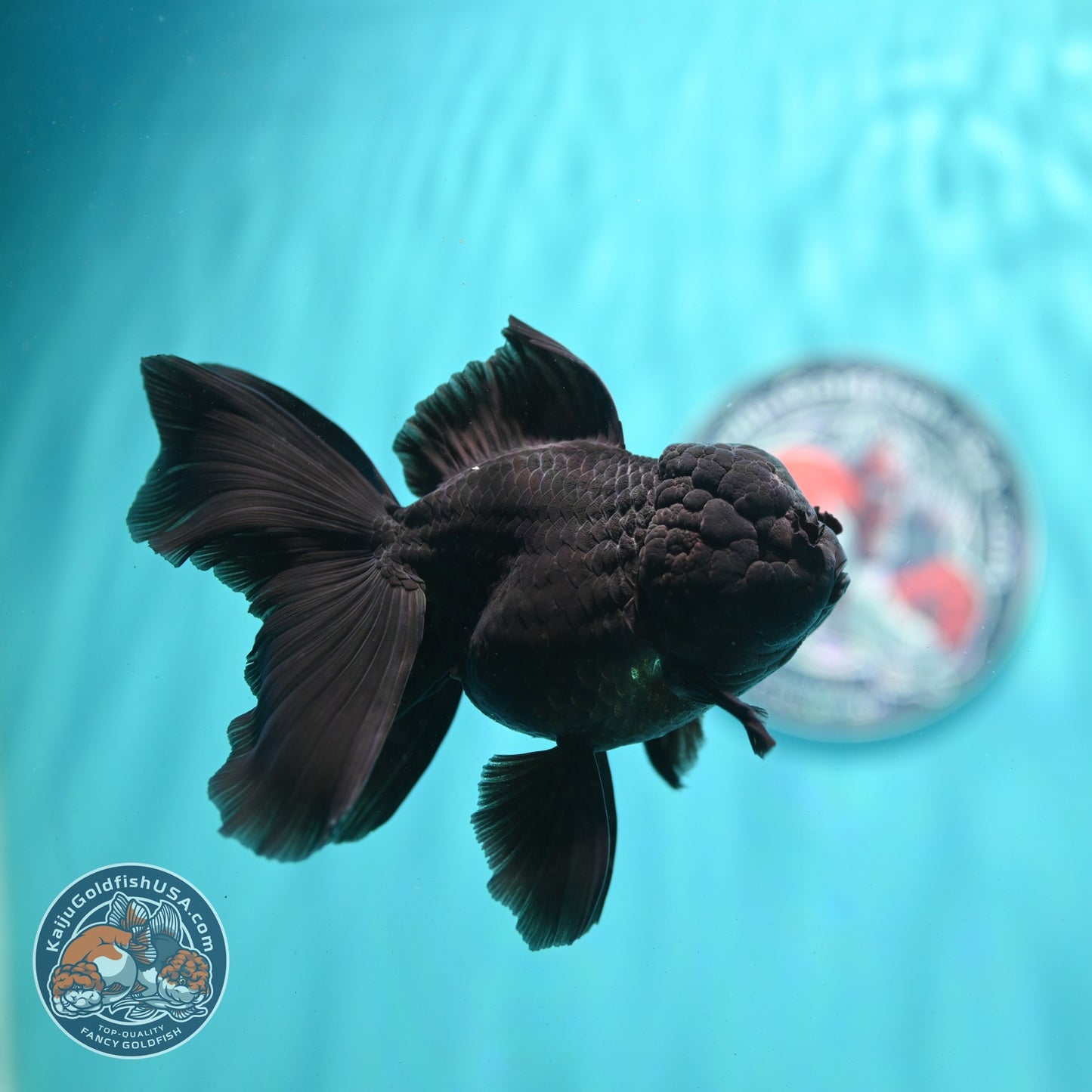 Jet Black Rose Tail Oranda 4 inch Body (260522_OR06)
