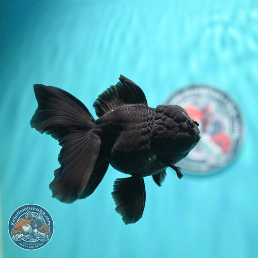 Jet Black Rose Tail Oranda 4 inch Body (260522_OR06)
