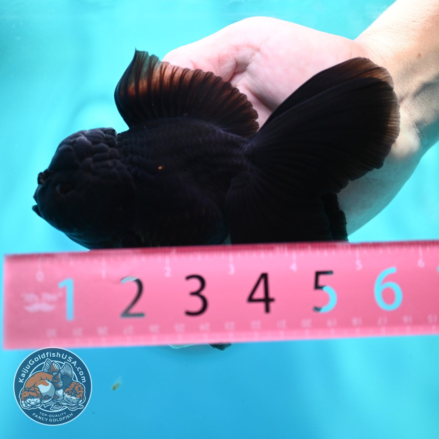Jet Black Rose Tail Oranda 4 inch Body (260522_OR06)