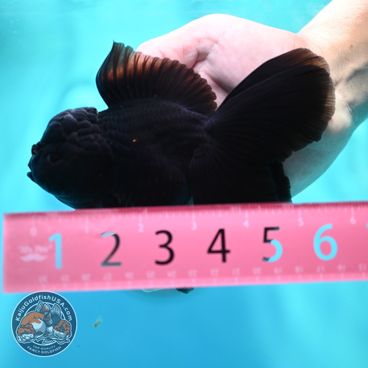 Jet Black Rose Tail Oranda 4 inch Body (260522_OR06)