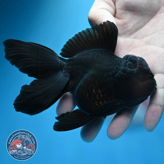 Jet Black Rosetail Oranda 3.5 inch Body (260313_OR03)