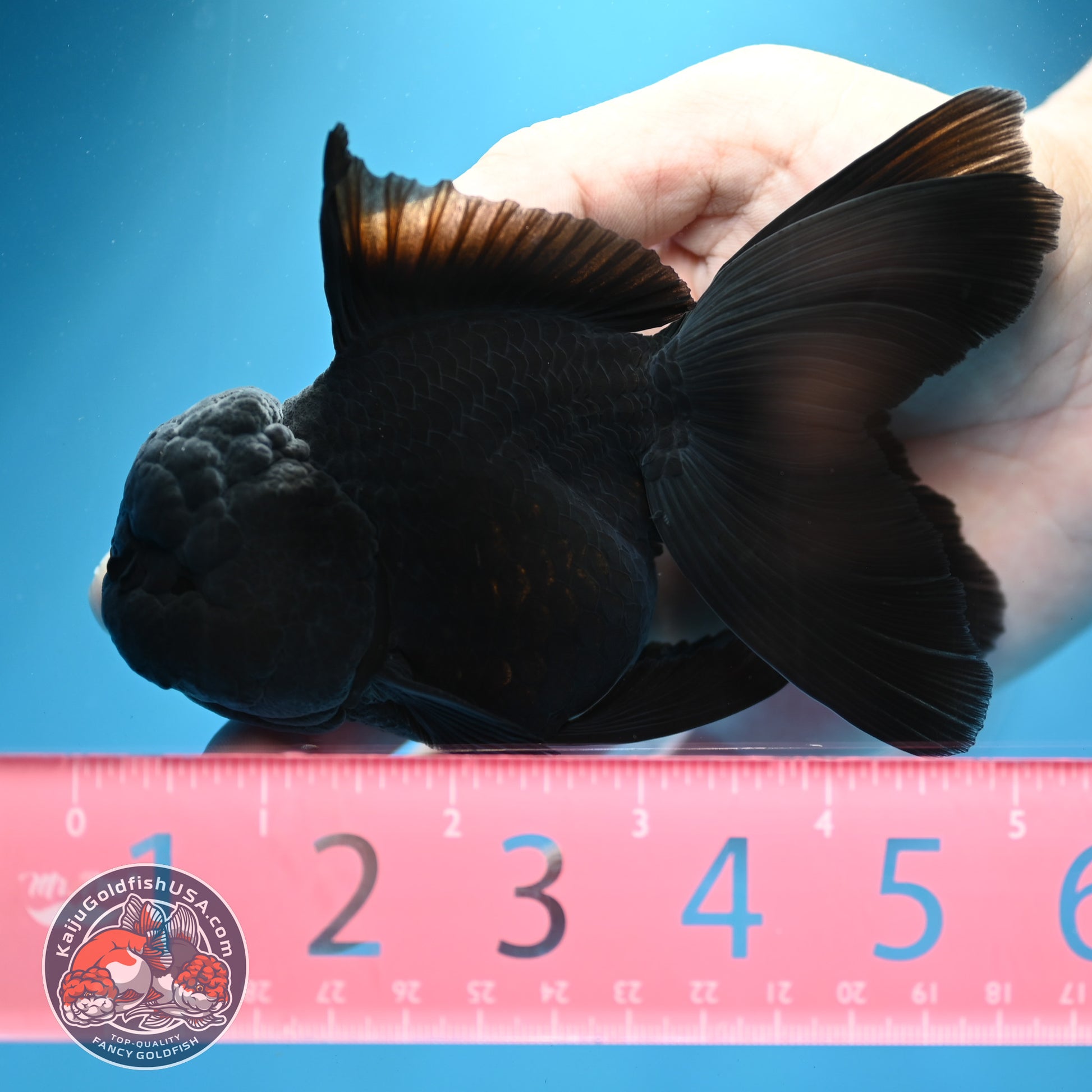 Jet Black Rosetail Oranda 3.5 inch Body (260313_OR03)