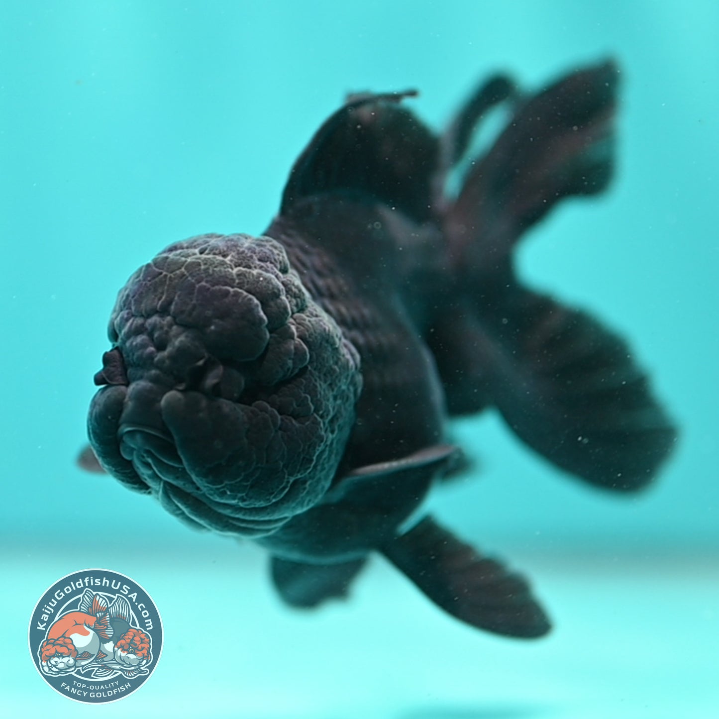 Jet Black Rosetail Oranda 3.5 inch Body (260313_OR03)