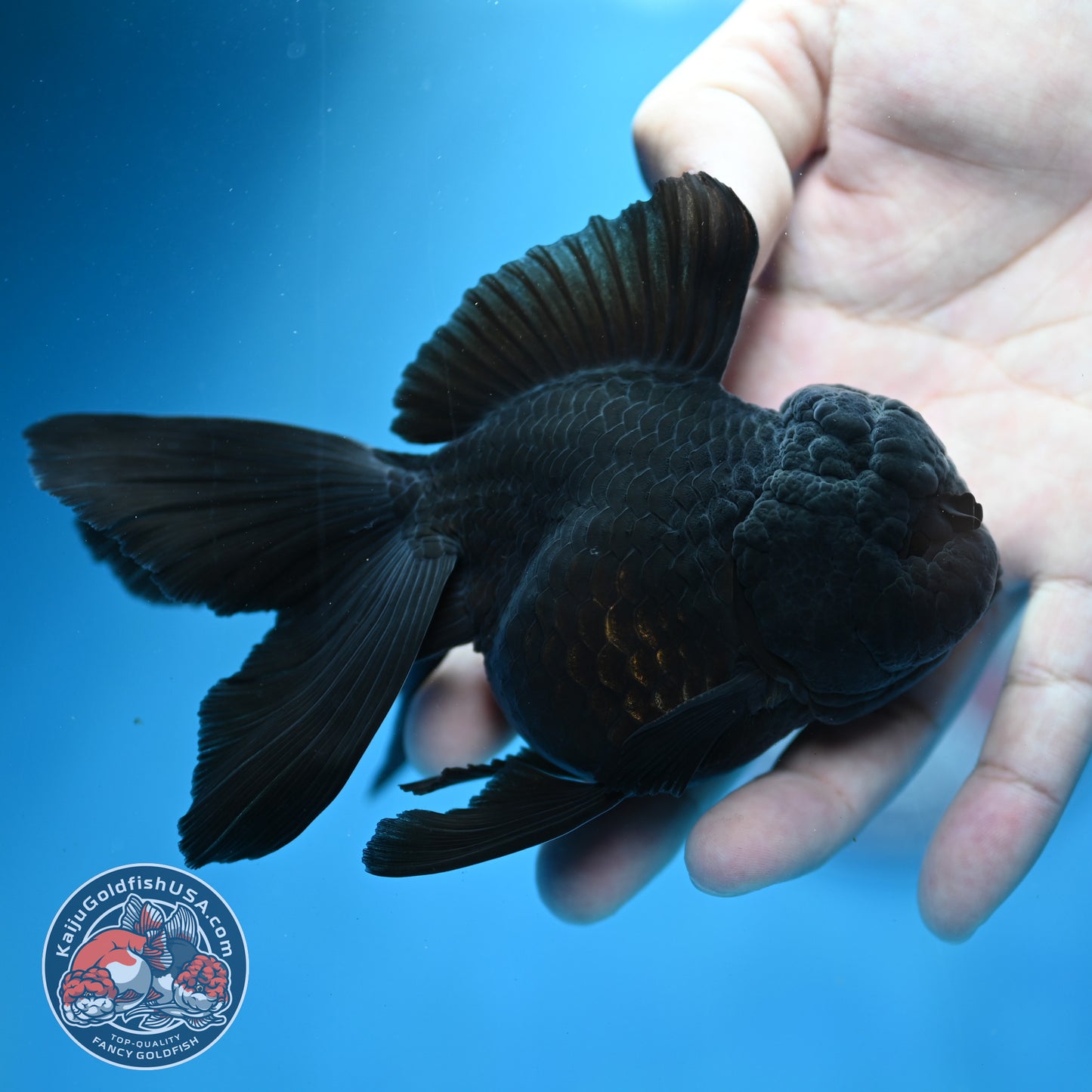 Jet Black Rosetail Oranda 3.5 inch Body (260313_OR03)