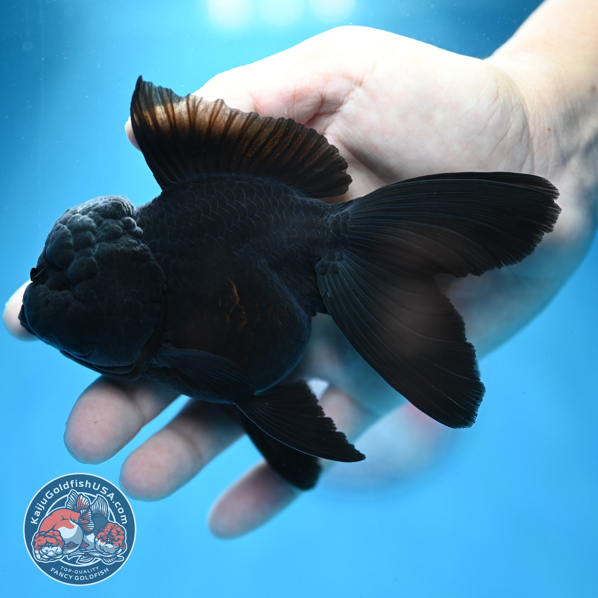 Jet Black Rosetail Oranda 3.5 inch Body (260313_OR03)