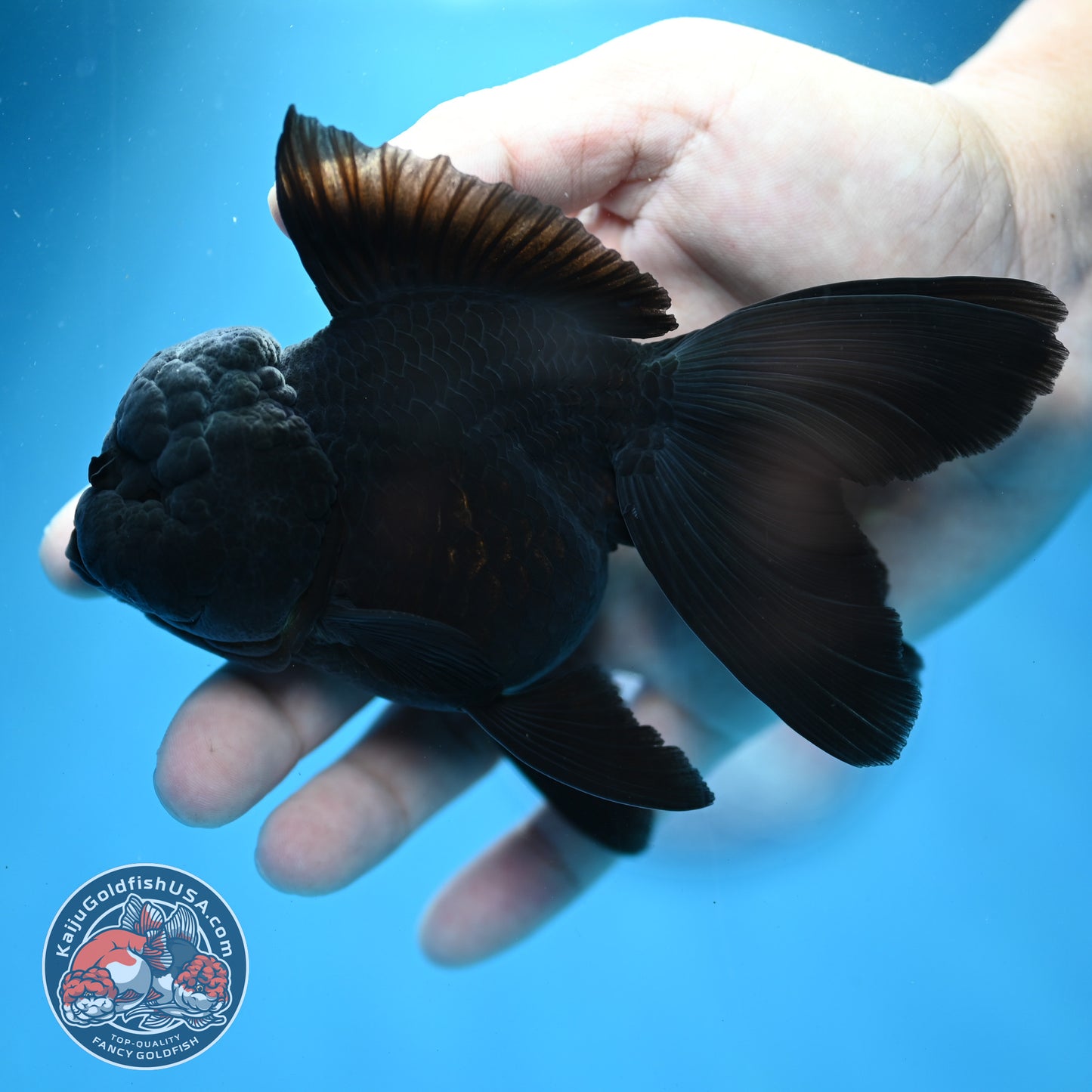 Jet Black Rosetail Oranda 3.5 inch Body (260313_OR03)