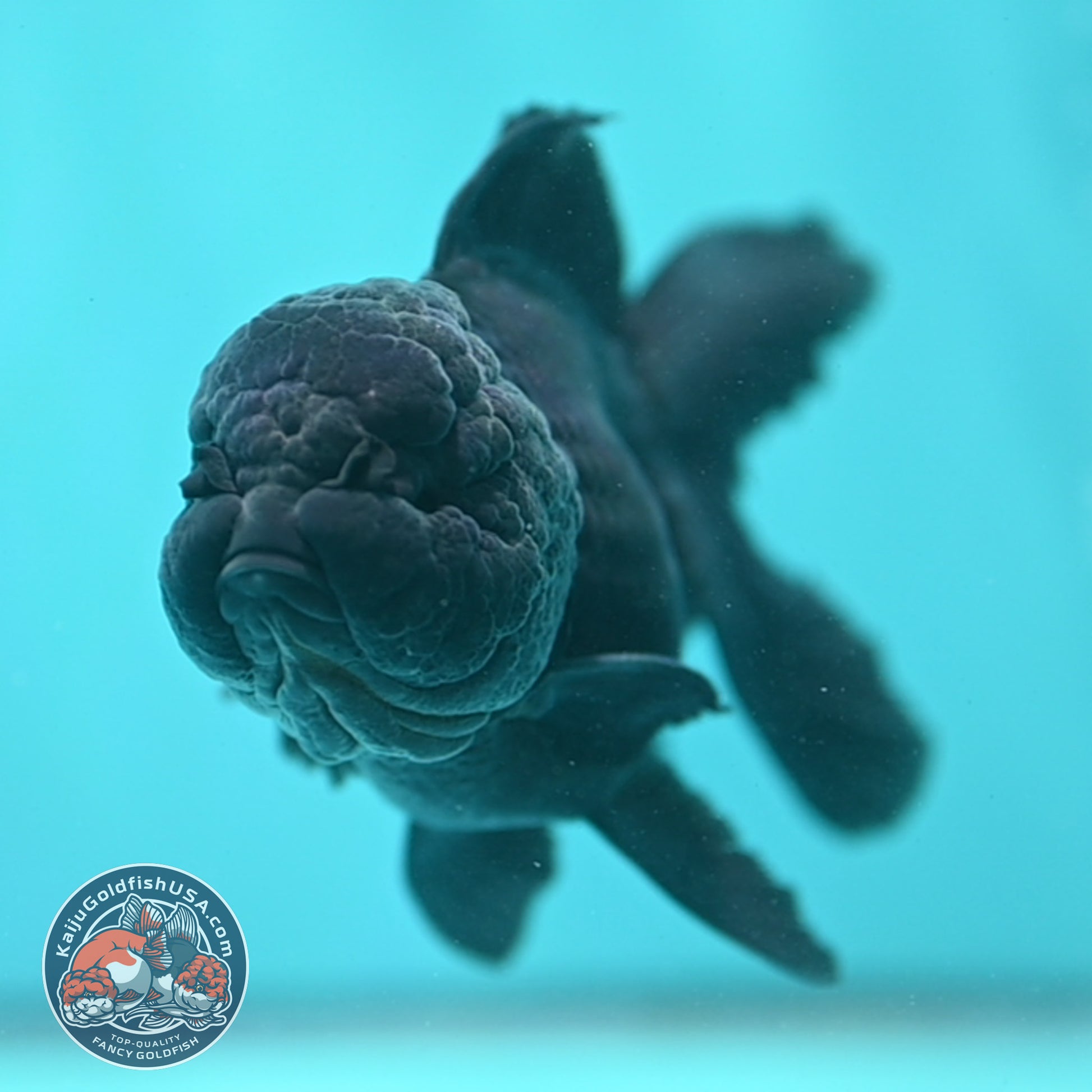 Jet Black Rosetail Oranda 3.5 inch Body (260313_OR03)