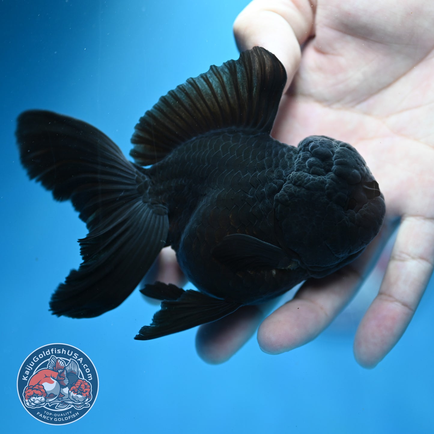 Jet Black Rosetail Oranda 3.5 inch Body (260313_OR03)