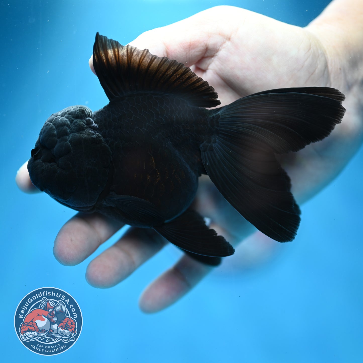 Jet Black Rosetail Oranda 3.5 inch Body (260313_OR03)