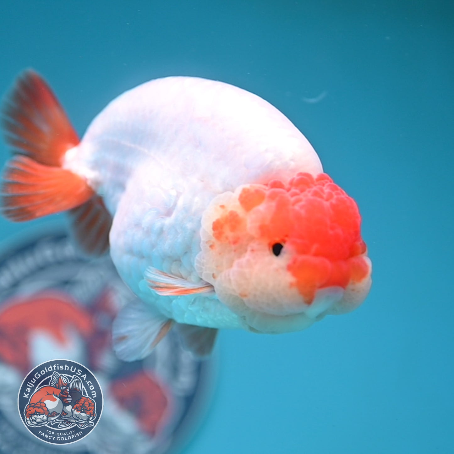 Jumbo Batik Scale Red White Buffalo Ranchu 4.5 inch Body (251205_RC06)