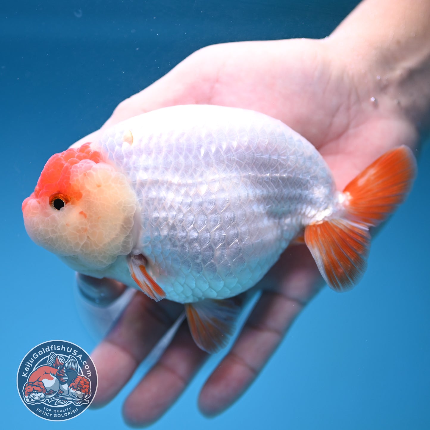 Jumbo Batik Scale Red White Buffalo Ranchu 4.5 inch Body (251205_RC06)