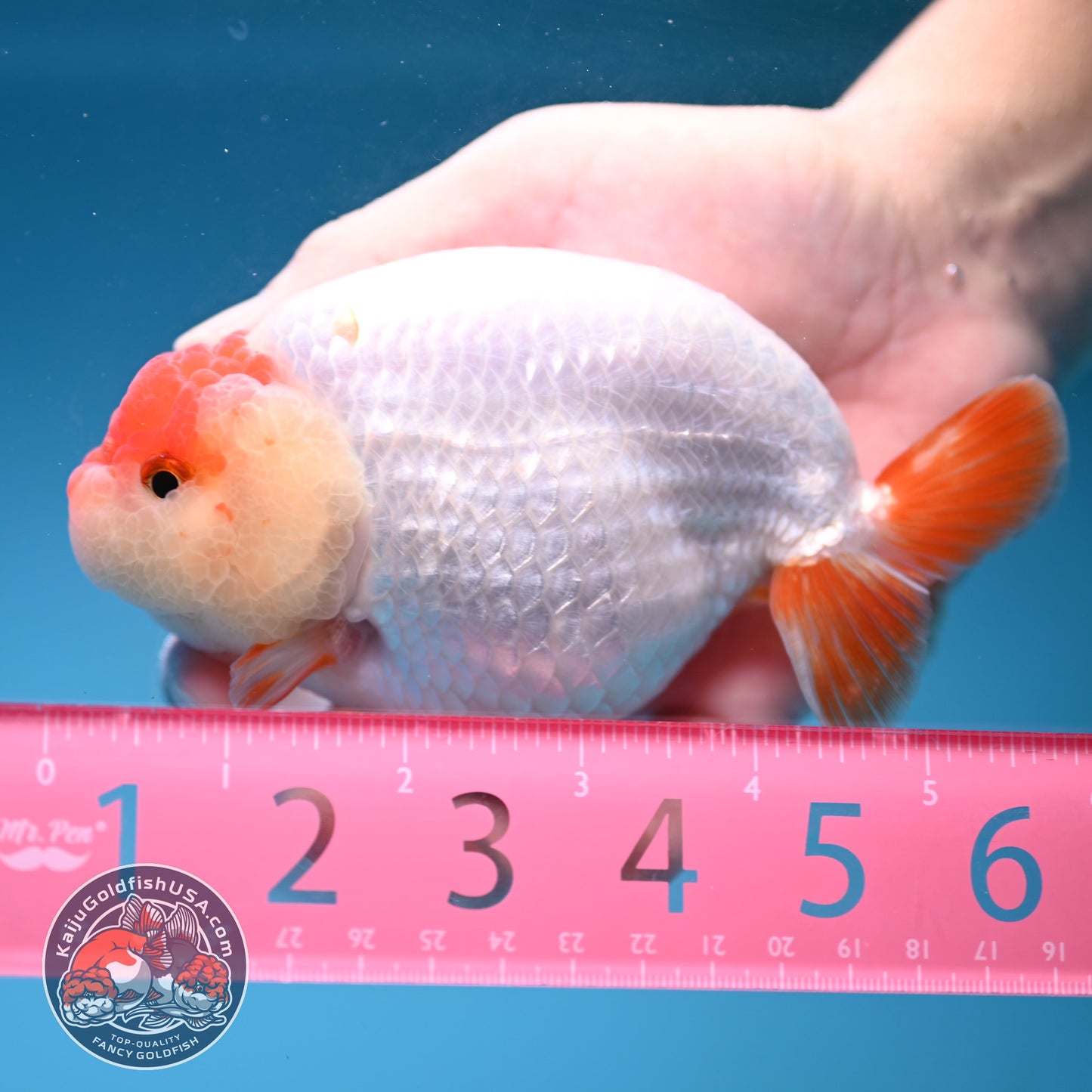 Jumbo Batik Scale Red White Buffalo Ranchu 4.5 inch Body (251205_RC06)