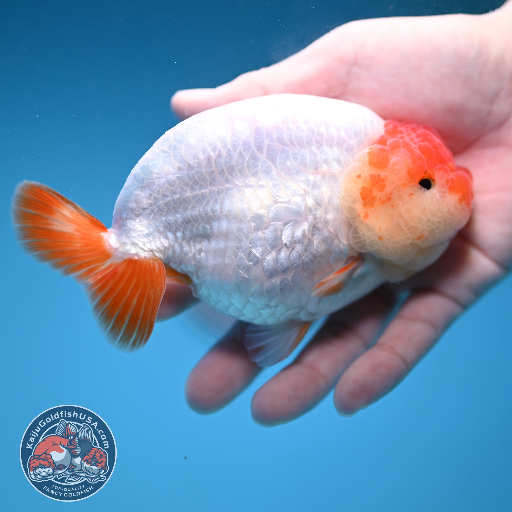 Jumbo Batik Scale Red White Buffalo Ranchu 4.5 inch Body (251205_RC06)