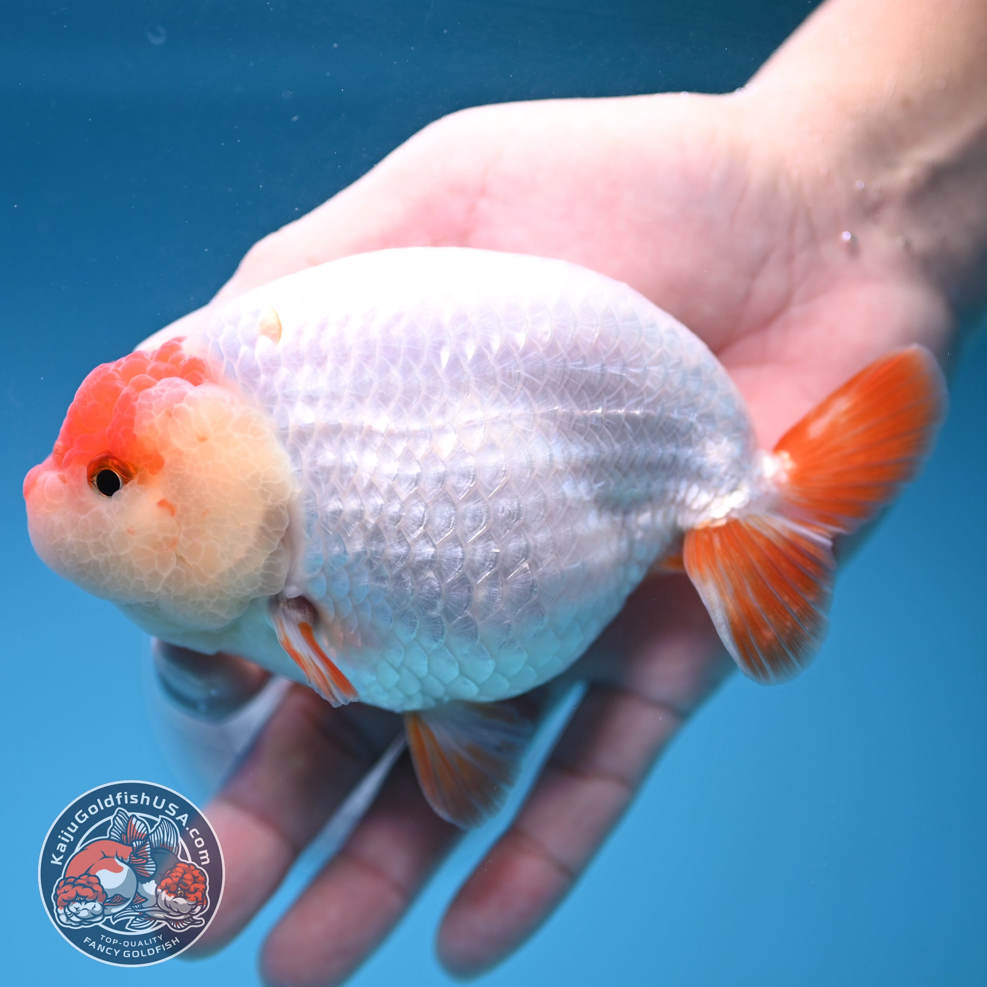 Jumbo Batik Scale Red White Buffalo Ranchu 4.5 inch Body (251205_RC06)