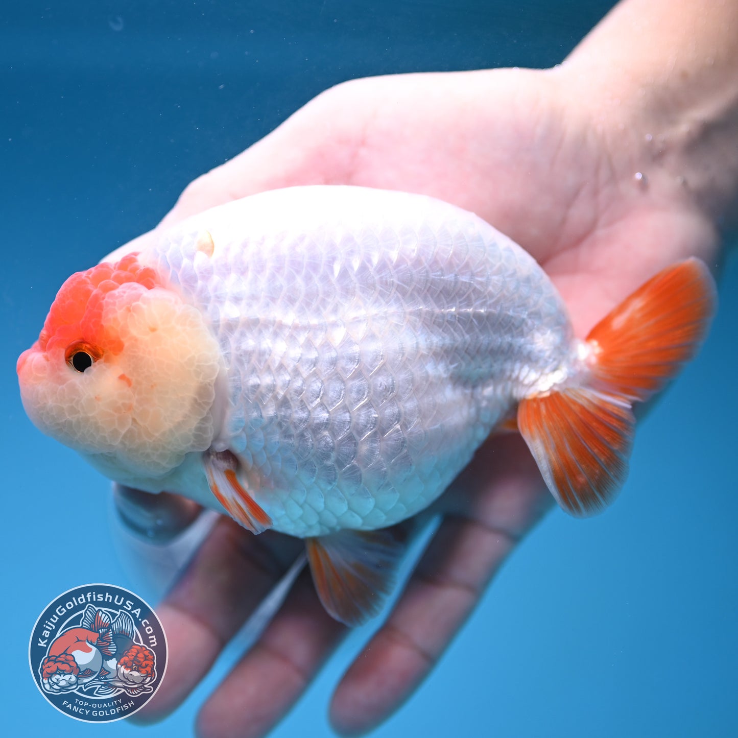 Jumbo Batik Scale Red White Buffalo Ranchu 4.5 inch Body (251205_RC06)