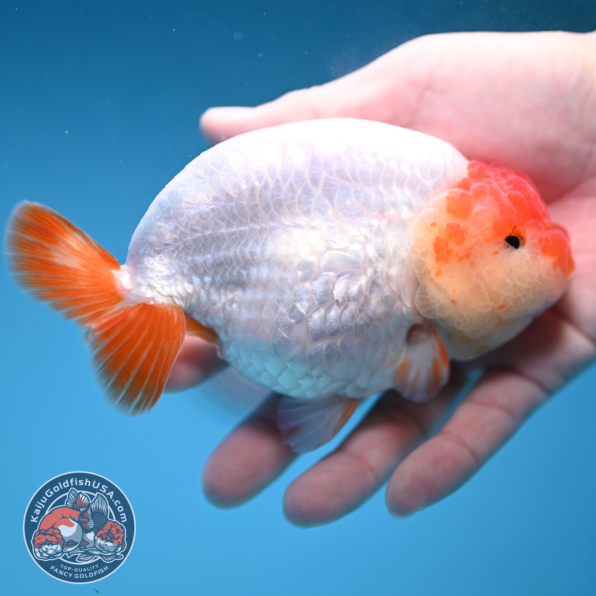 Jumbo Batik Scale Red White Buffalo Ranchu 4.5 inch Body (251205_RC06)