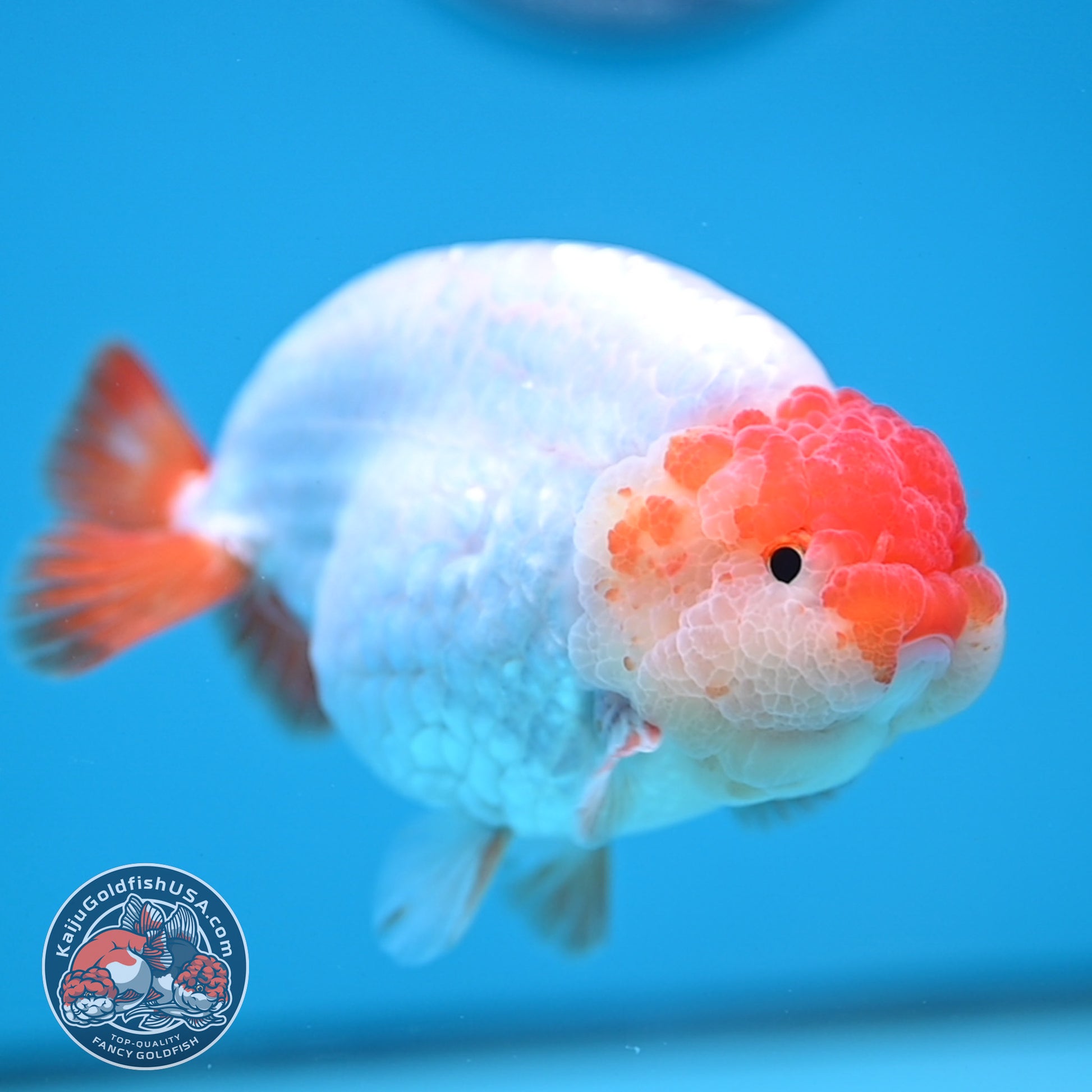 Jumbo Batik Scale Red White Buffalo Ranchu 4.5 inch Body (251205_RC06)